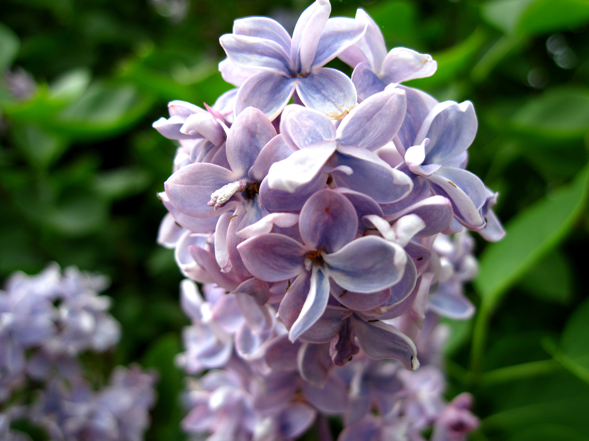 Canon PowerShot A1100 IS sample photo. Purple lilacs photography