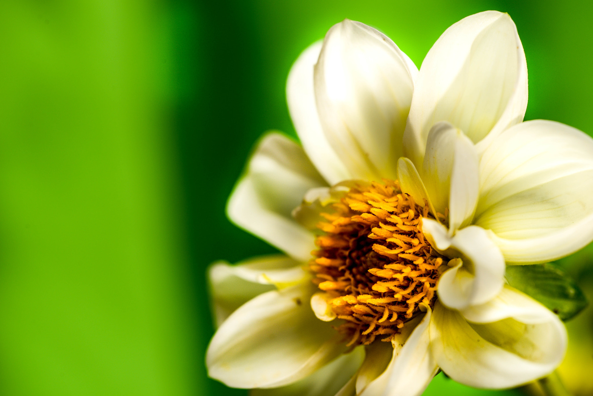 Sigma 150mm F2.8 EX DG Macro HSM sample photo. Dsc photography