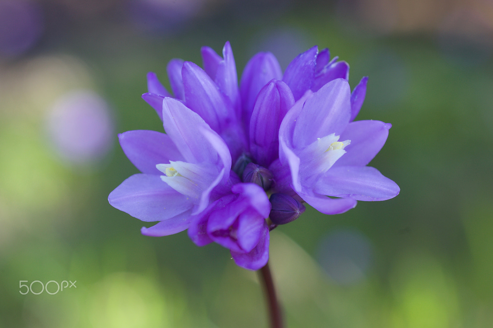 Canon EOS 5D Mark II sample photo. Purple flowers photography