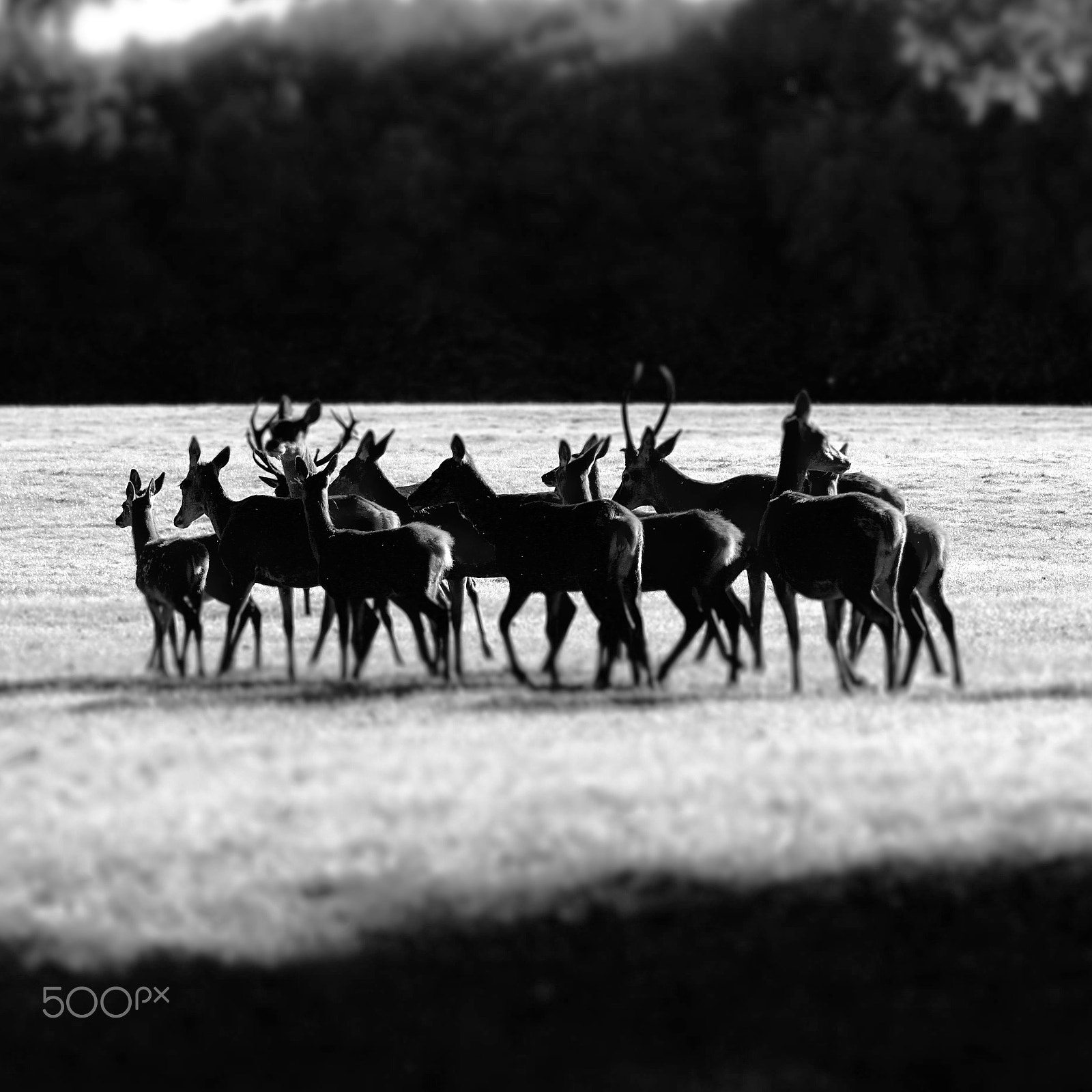 Sony 75-300mm F4.5-5.6 sample photo. B&w deer group photography