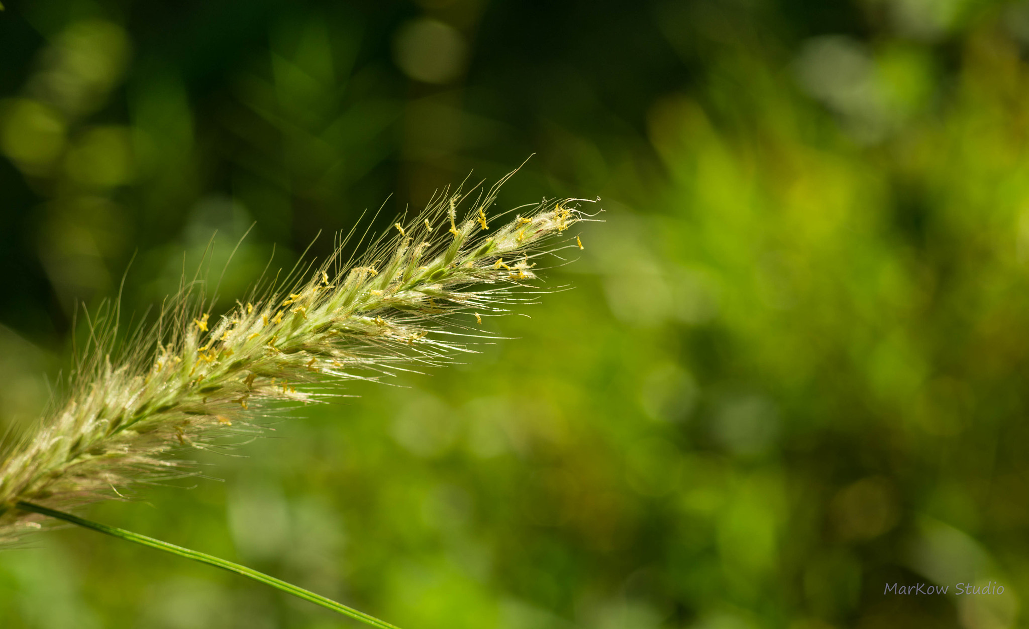 Pentax smc FA 77mm 1.8 Limited sample photo. Wth photography