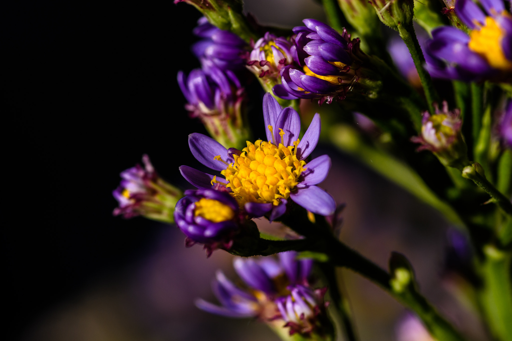 Tokina AT-X Pro 100mm F2.8 Macro sample photo. Backyard flowers photography