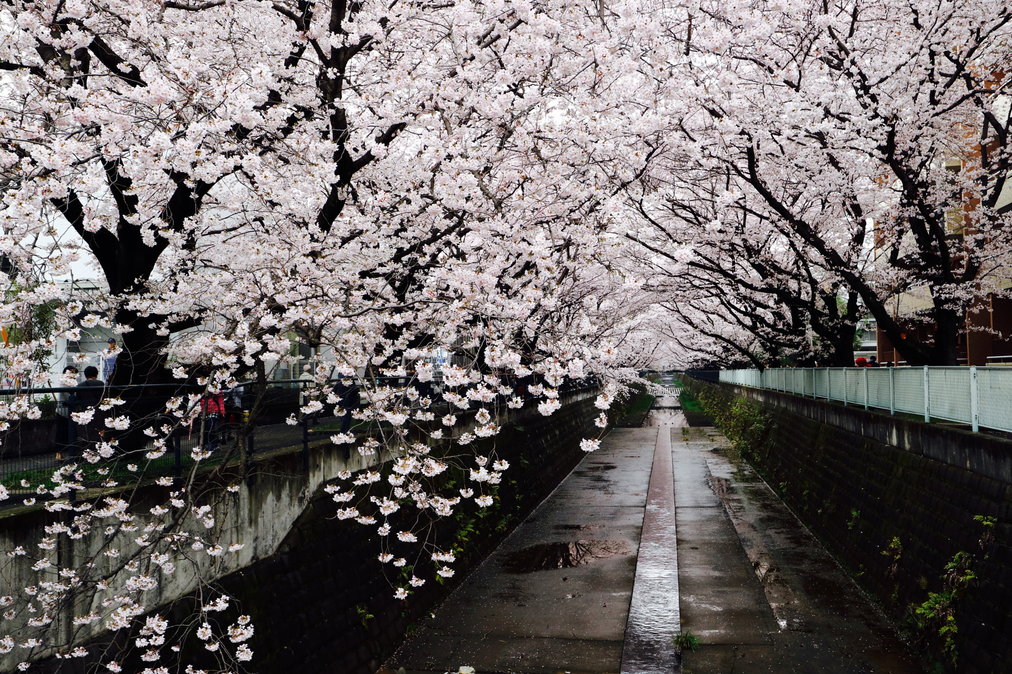 Canon EF-M 11-22mm F4-5.6 IS STM sample photo. Sakura in light rain photography