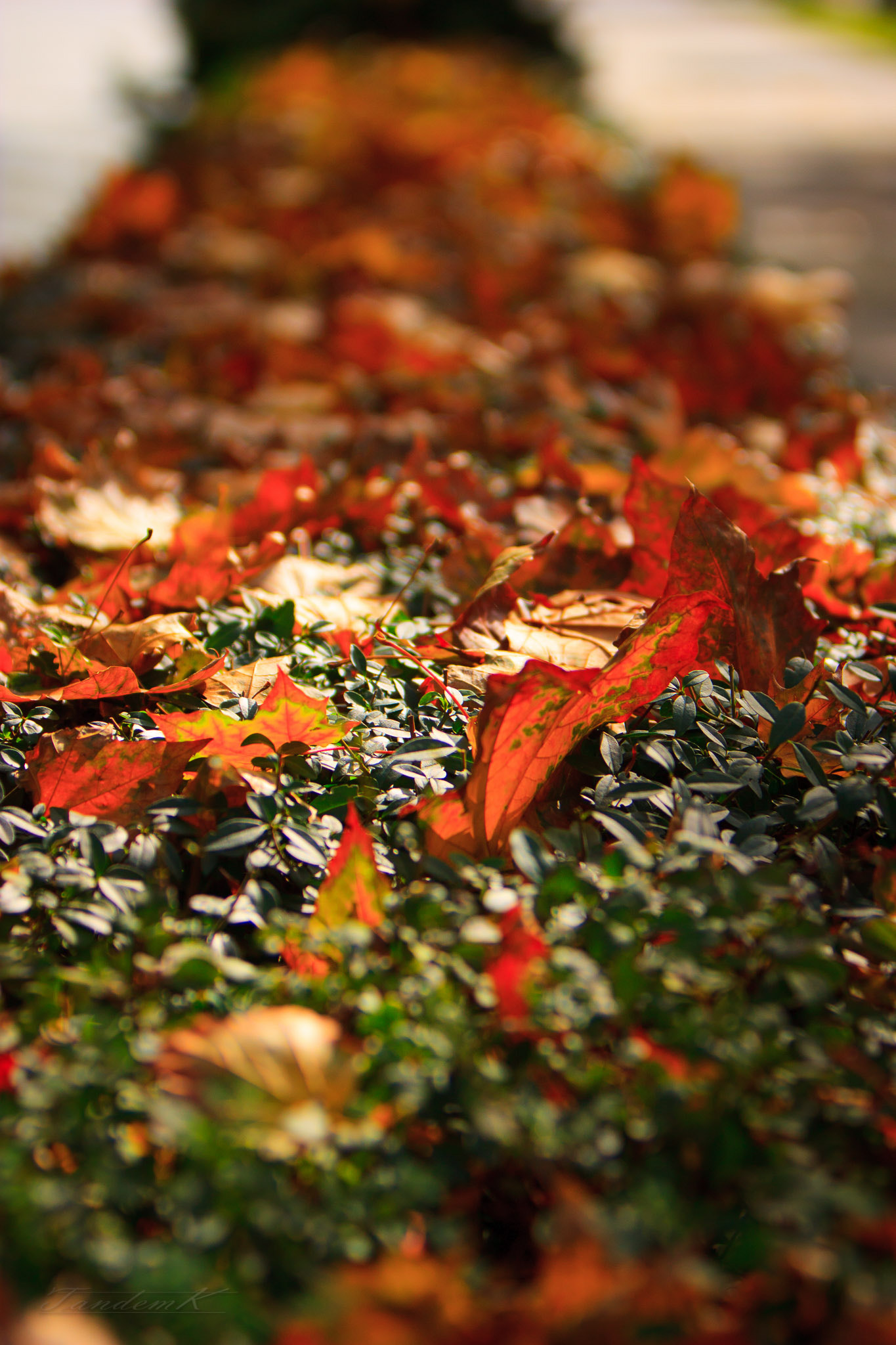 Canon EF 70-200mm F2.8L IS USM sample photo. Leafs photography