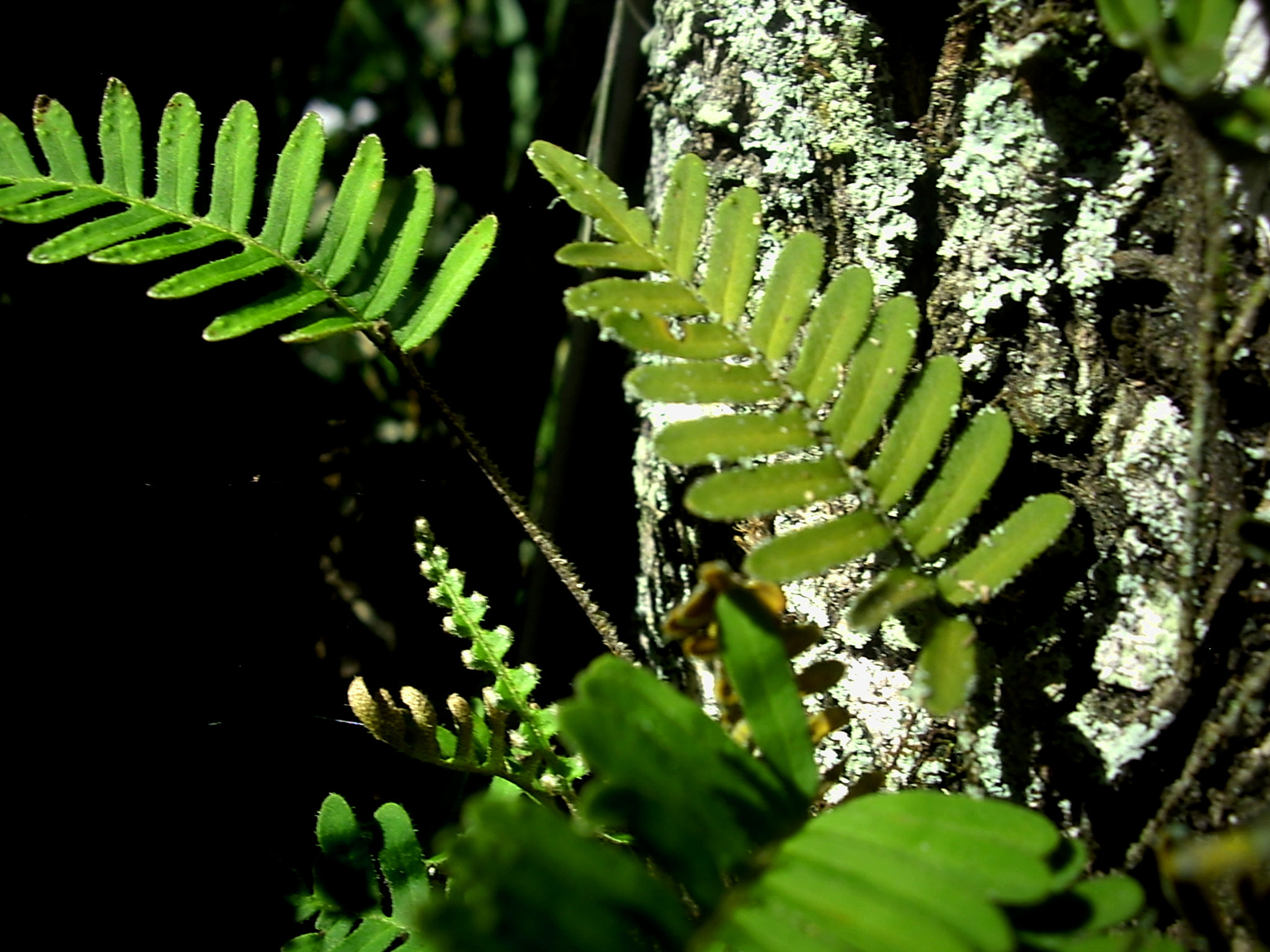 Pentax OPTIO A10 sample photo. Tree fern photography