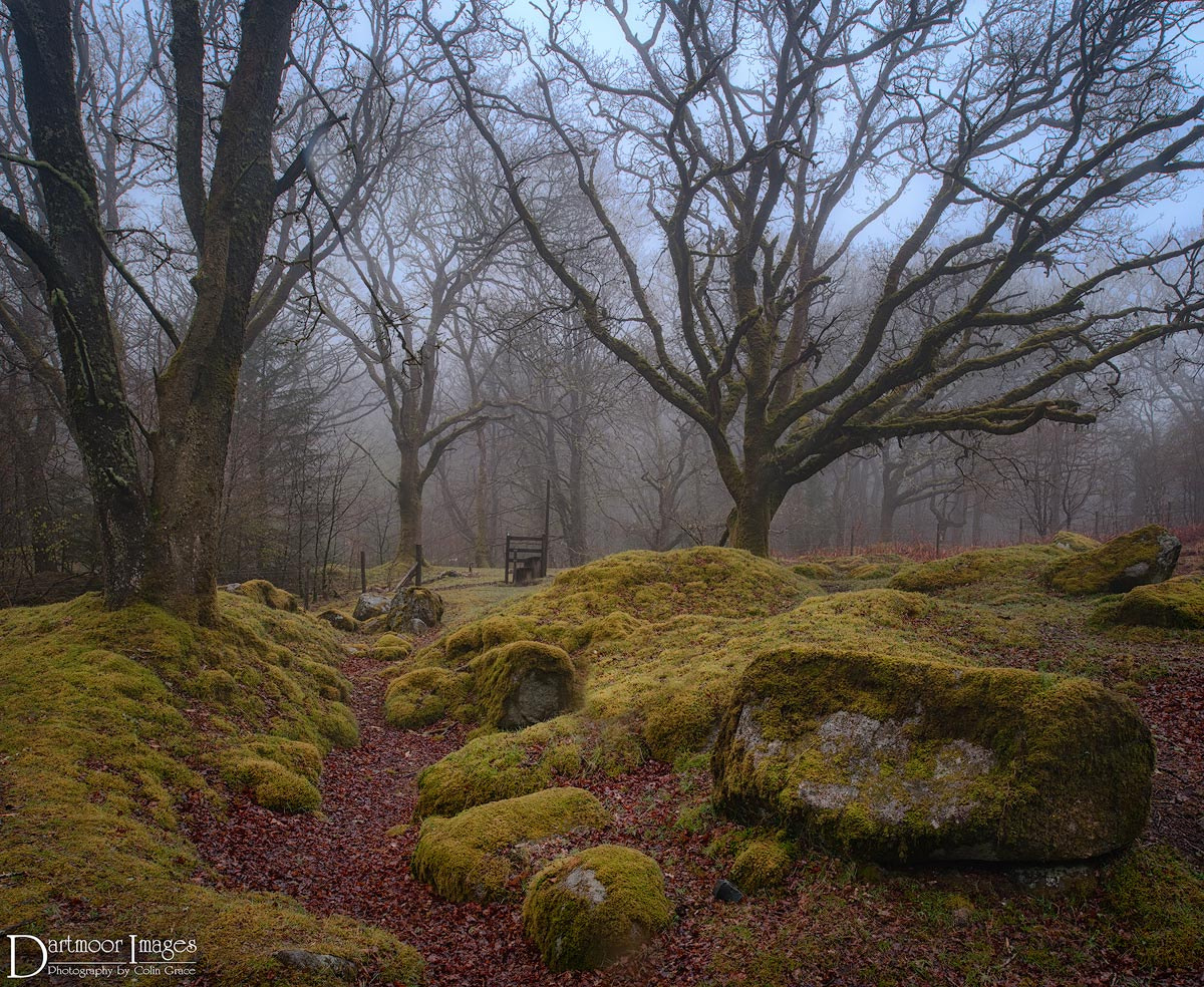 Nikon D700 + Nikon PC-E Nikkor 24mm F3.5D ED Tilt-Shift sample photo. Misty burrator photography