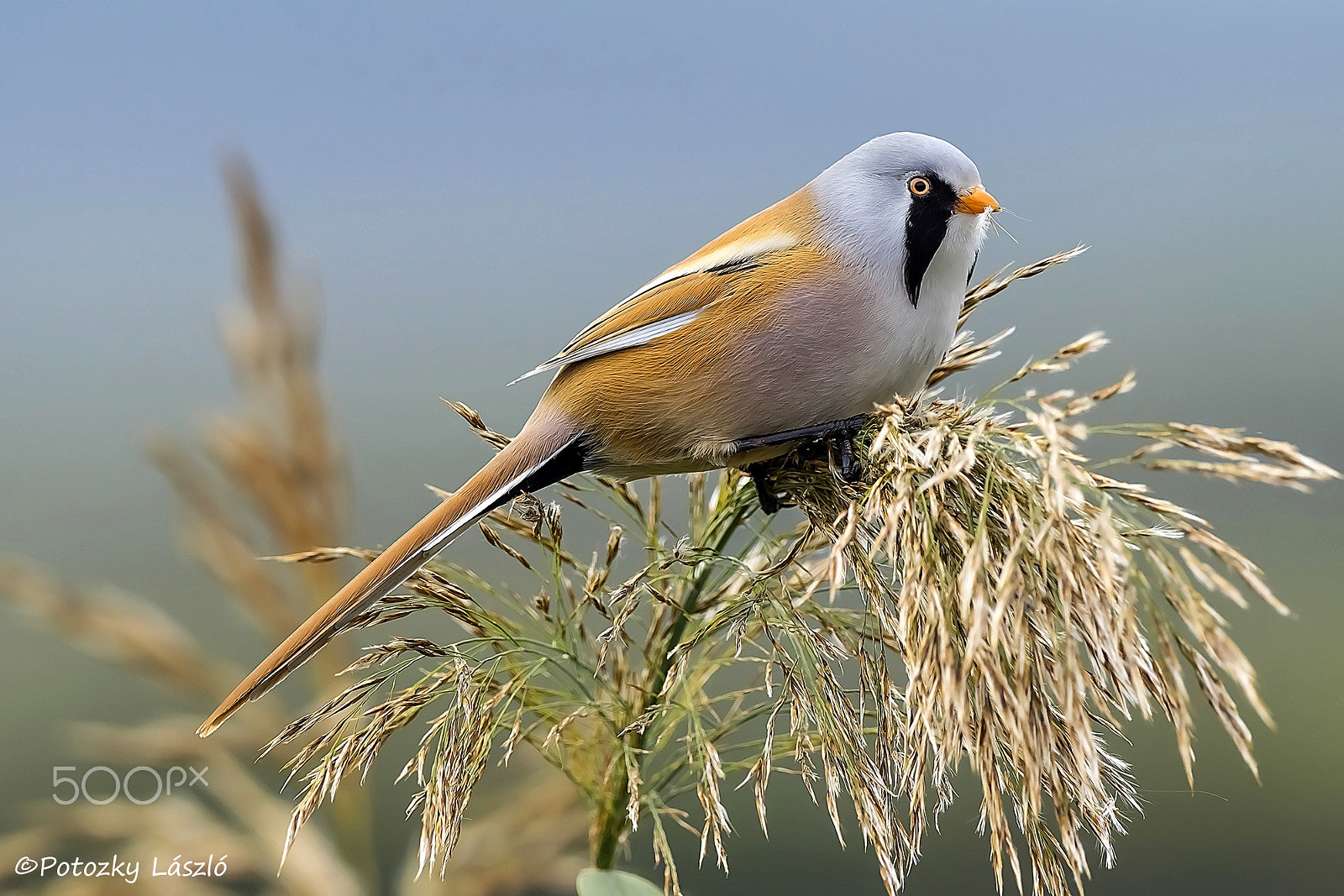 Olympus OM-D E-M1 + OLYMPUS M.300mm F4.0 sample photo. Bearded reedling photography