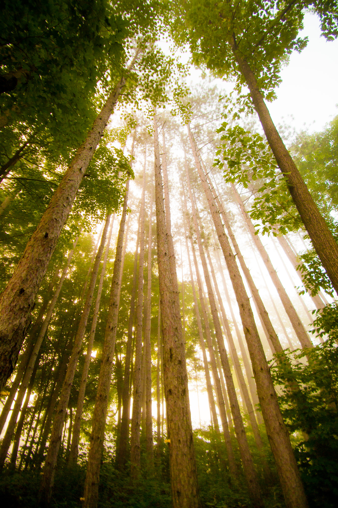Sigma 10-20mm F3.5 EX DC HSM sample photo. 19045144993.jpg photography