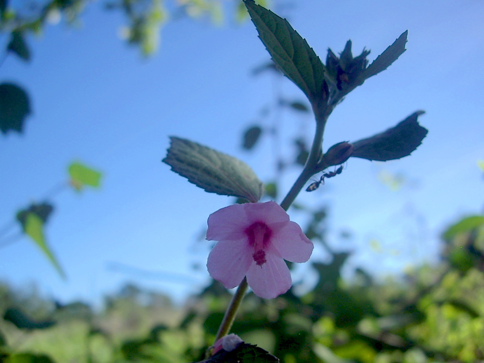 Pentax OPTIO A10 sample photo. Ant photography