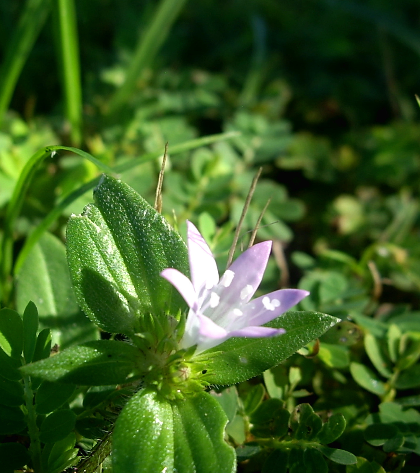 Pentax OPTIO A10 sample photo. Little flower photography