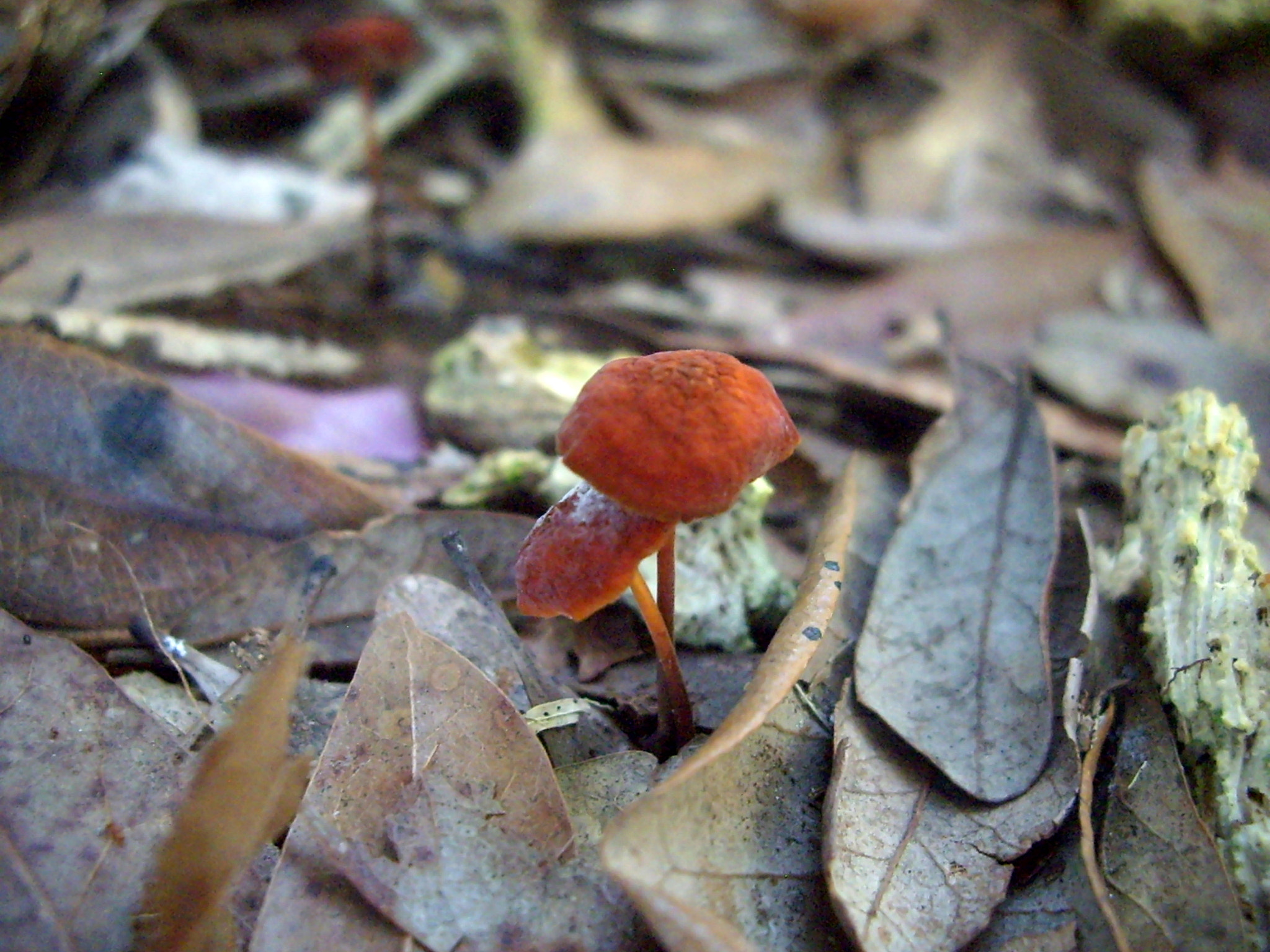 Pentax OPTIO A10 sample photo. More mushrooms photography