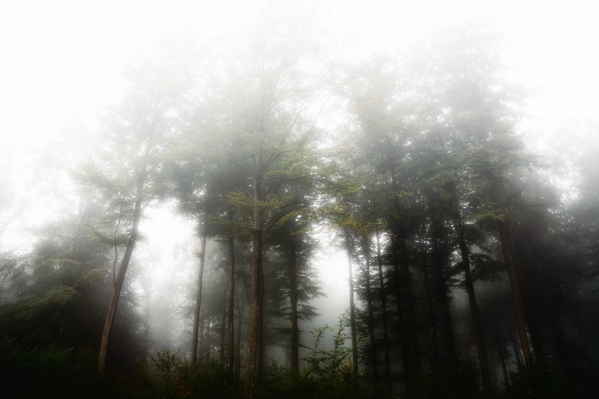 Sony DT 16-105mm F3.5-5.6 sample photo. Into the mist. photography