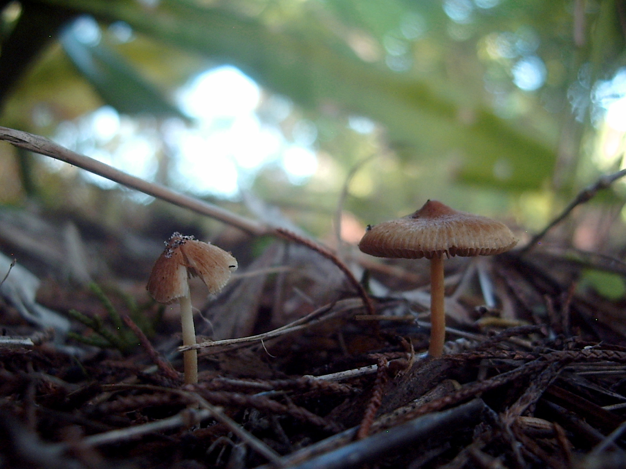 Pentax OPTIO A10 sample photo. Two mushrooms photography
