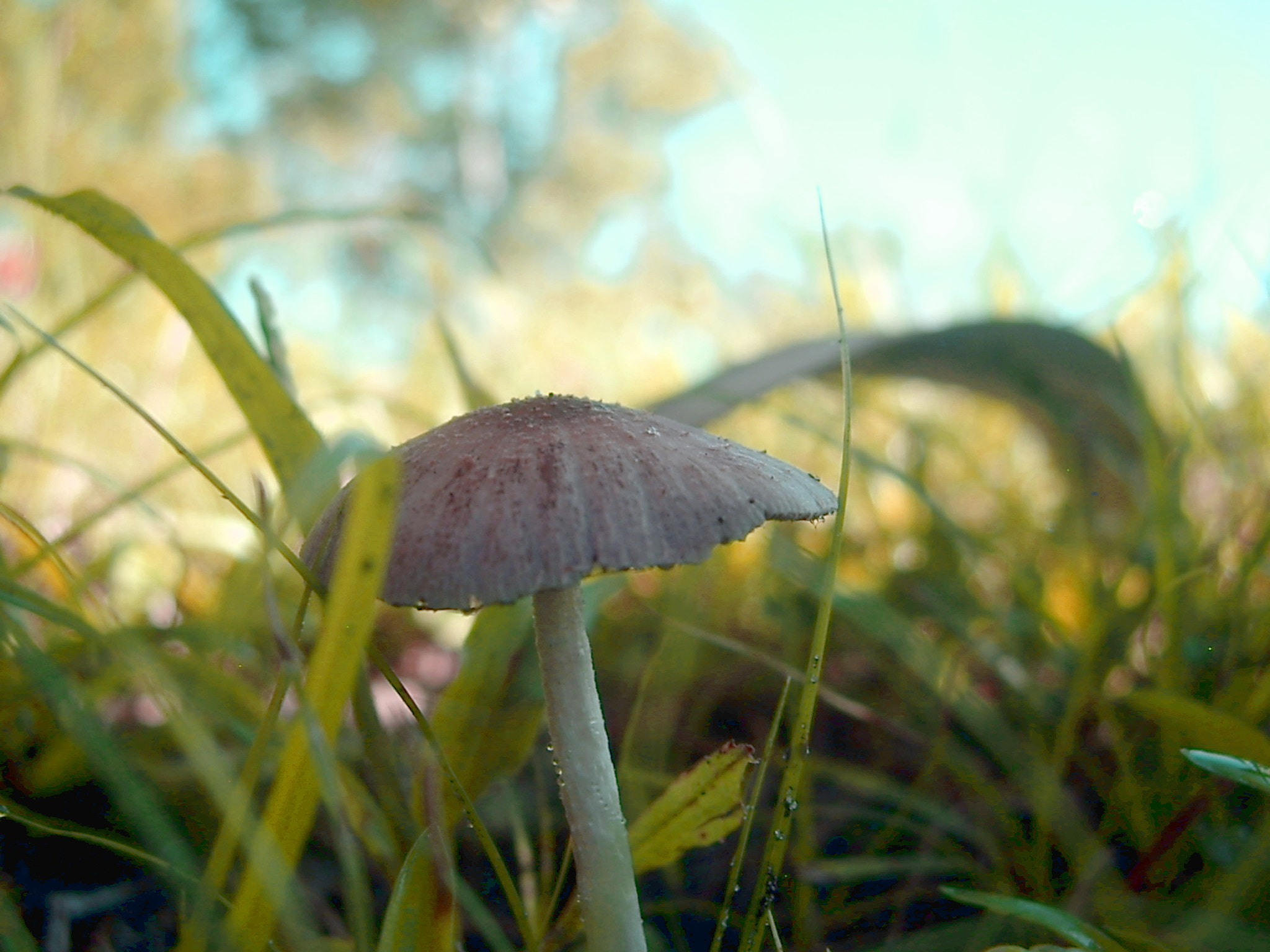 Pentax OPTIO A10 sample photo. Mushroom cap photography