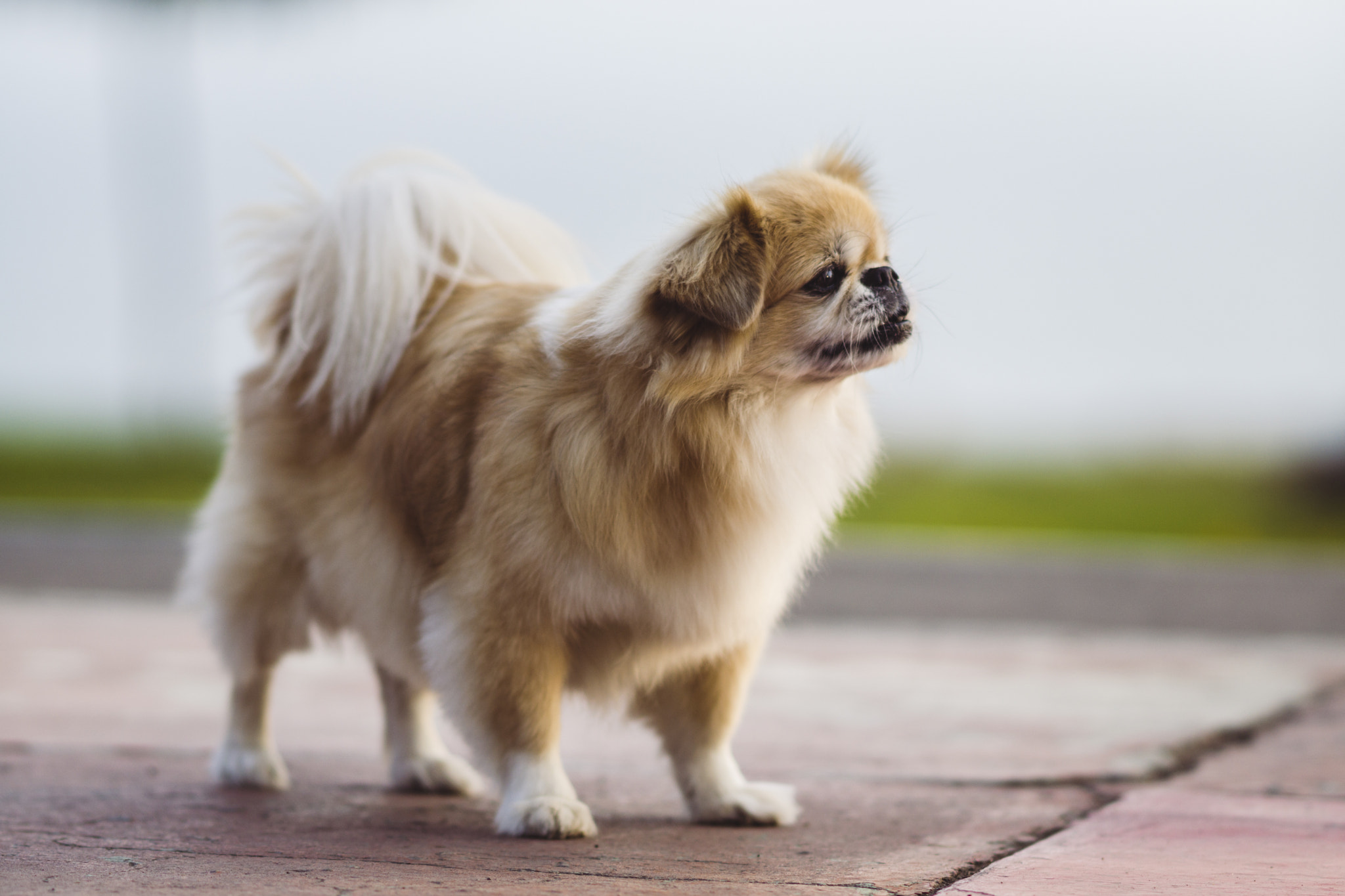 Sony Sonnar T* 135mm F1.8 ZA sample photo. Little guy photography