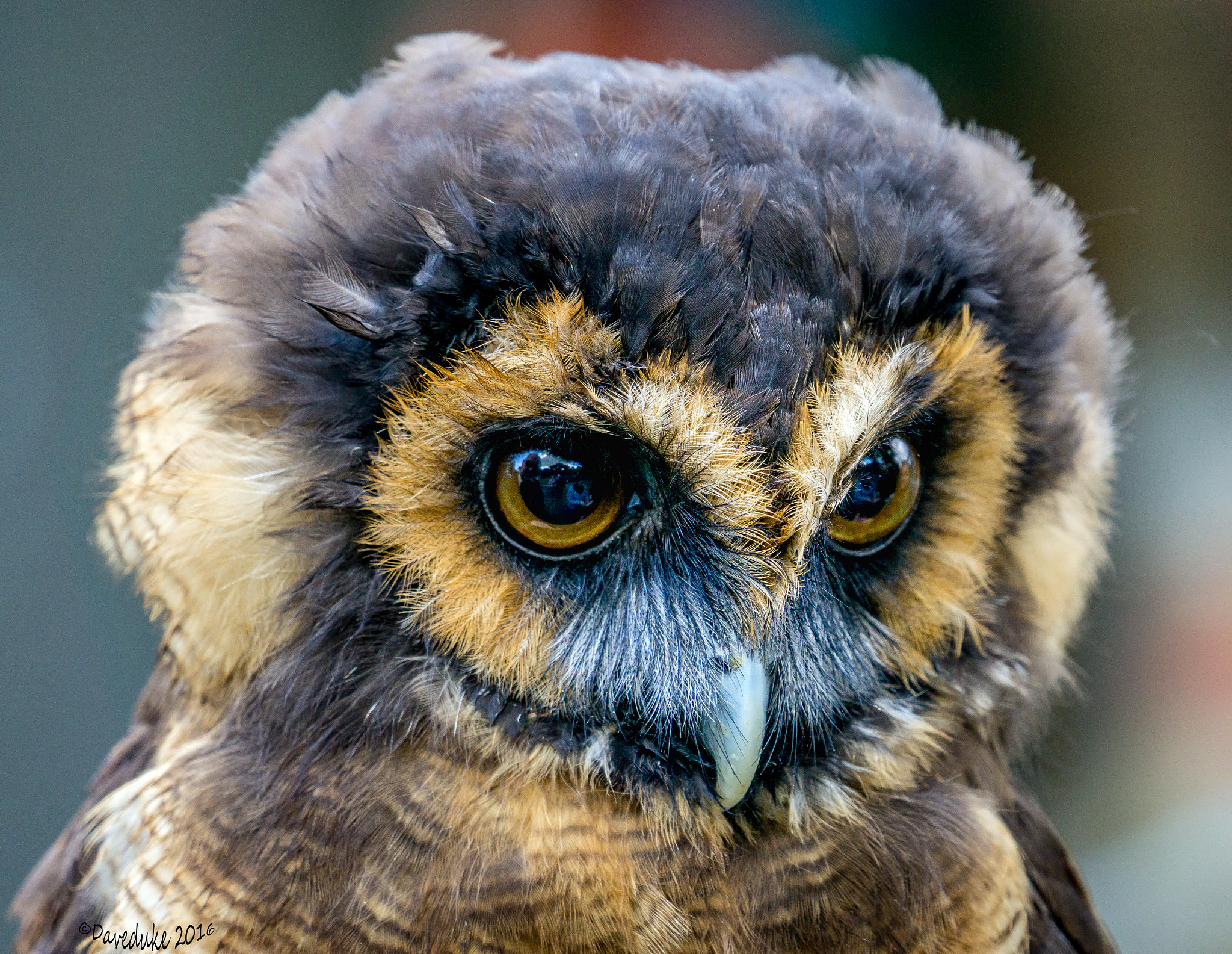 Sony a6000 sample photo. Malaysian brown wood owl photography