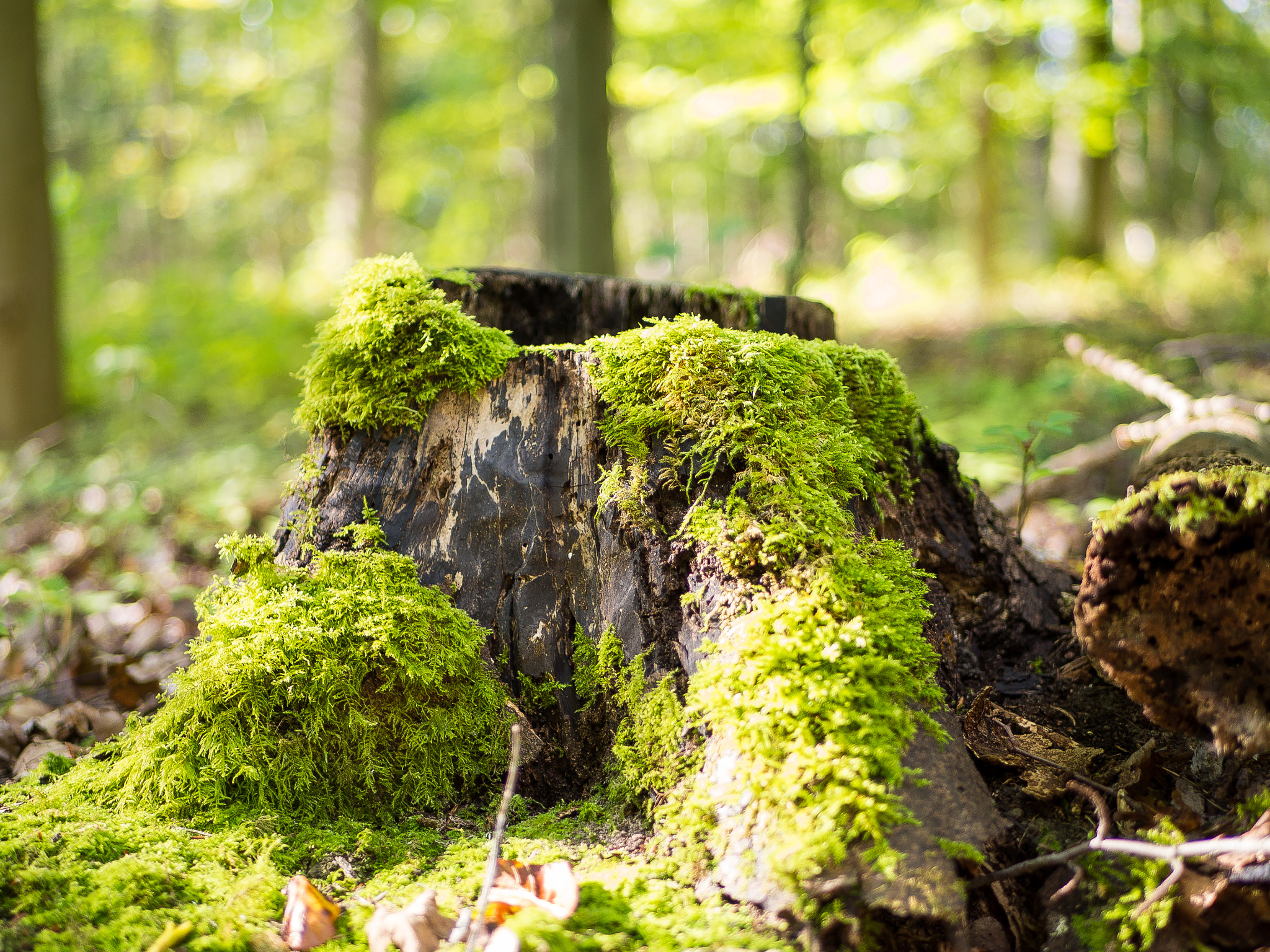 Olympus OM-D E-M10 + LUMIX G 25/F1.7 sample photo. Toter baum photography