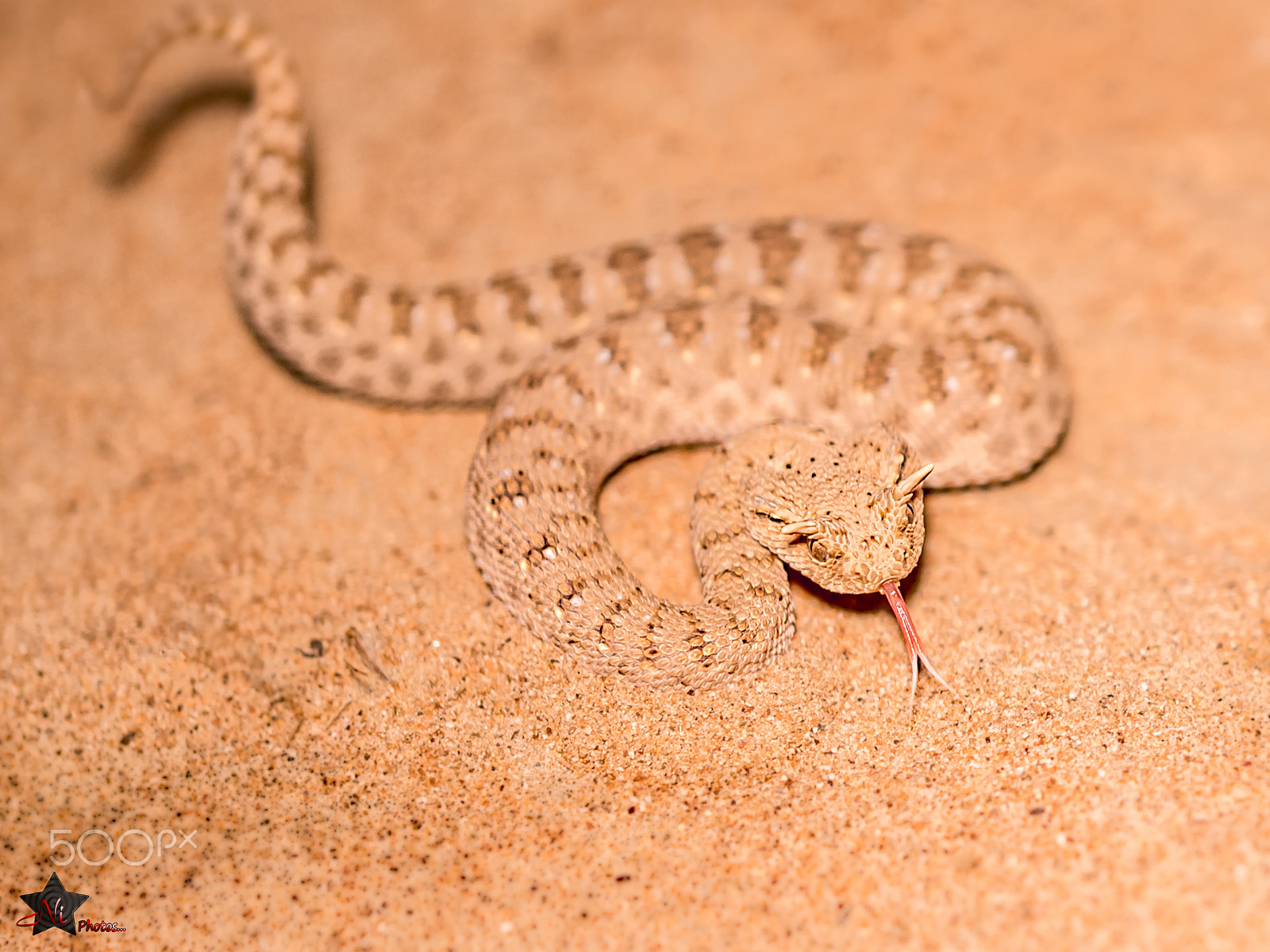 Nikon D5 sample photo. Arabian horned viper photography