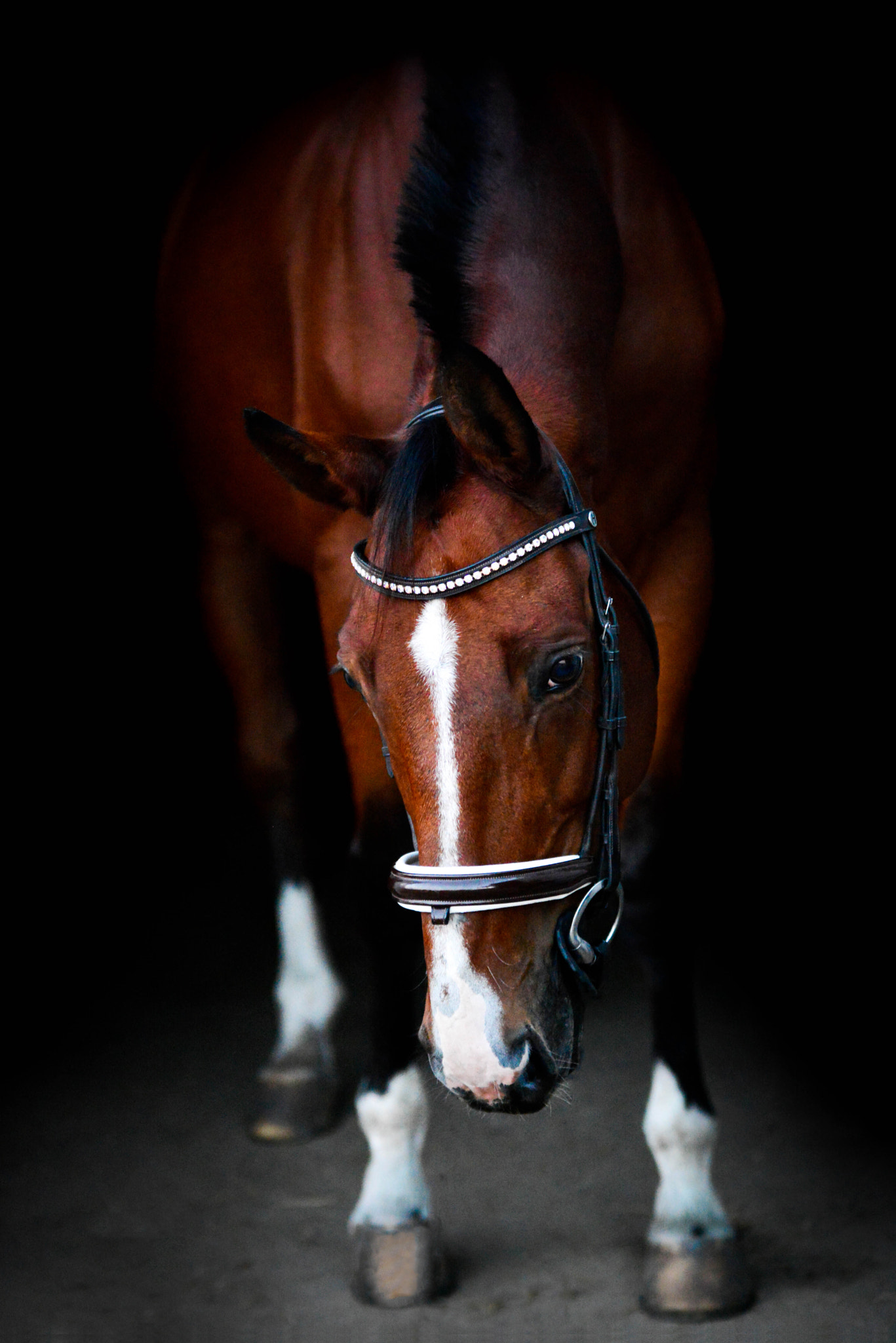Sigma 70-200mm F2.8 EX DG OS HSM sample photo. Whisper d photography