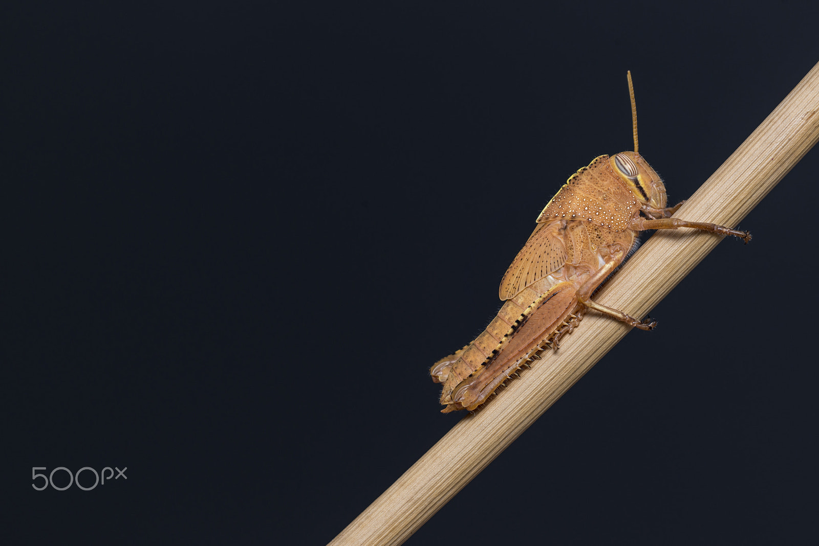 PC Micro-Nikkor 85mm f/2.8D sample photo. Grasshopper with a nice suit photography