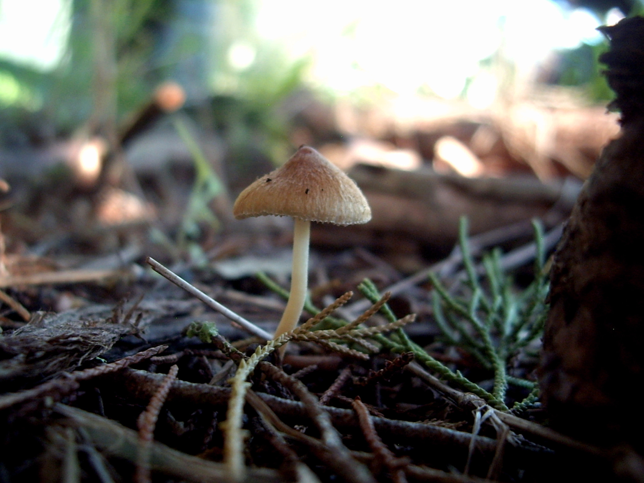 Pentax OPTIO A10 sample photo. Mushroom photography