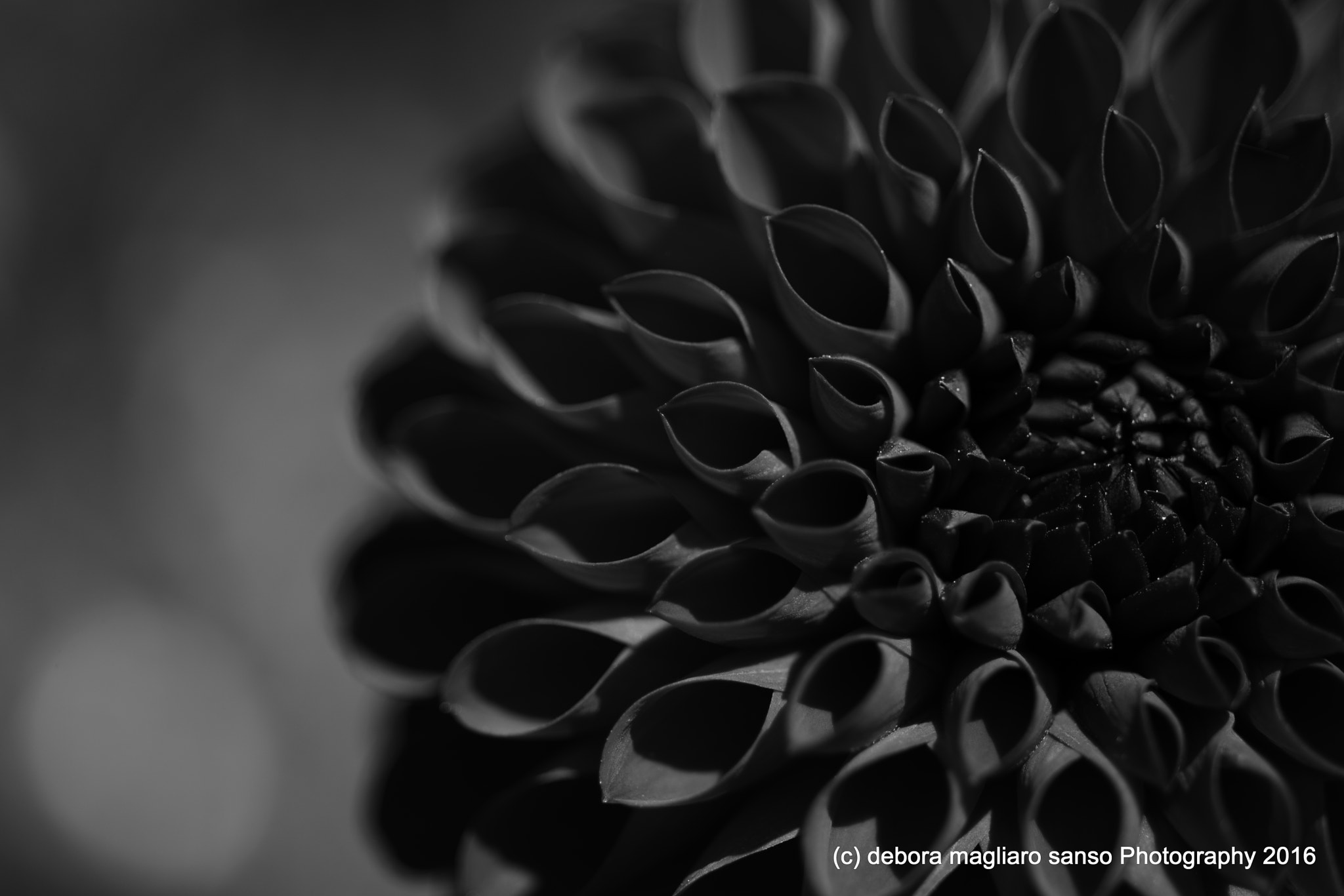 Nikon D610 + Nikon AF Micro-Nikkor 60mm F2.8D sample photo. Dark dahlia photography