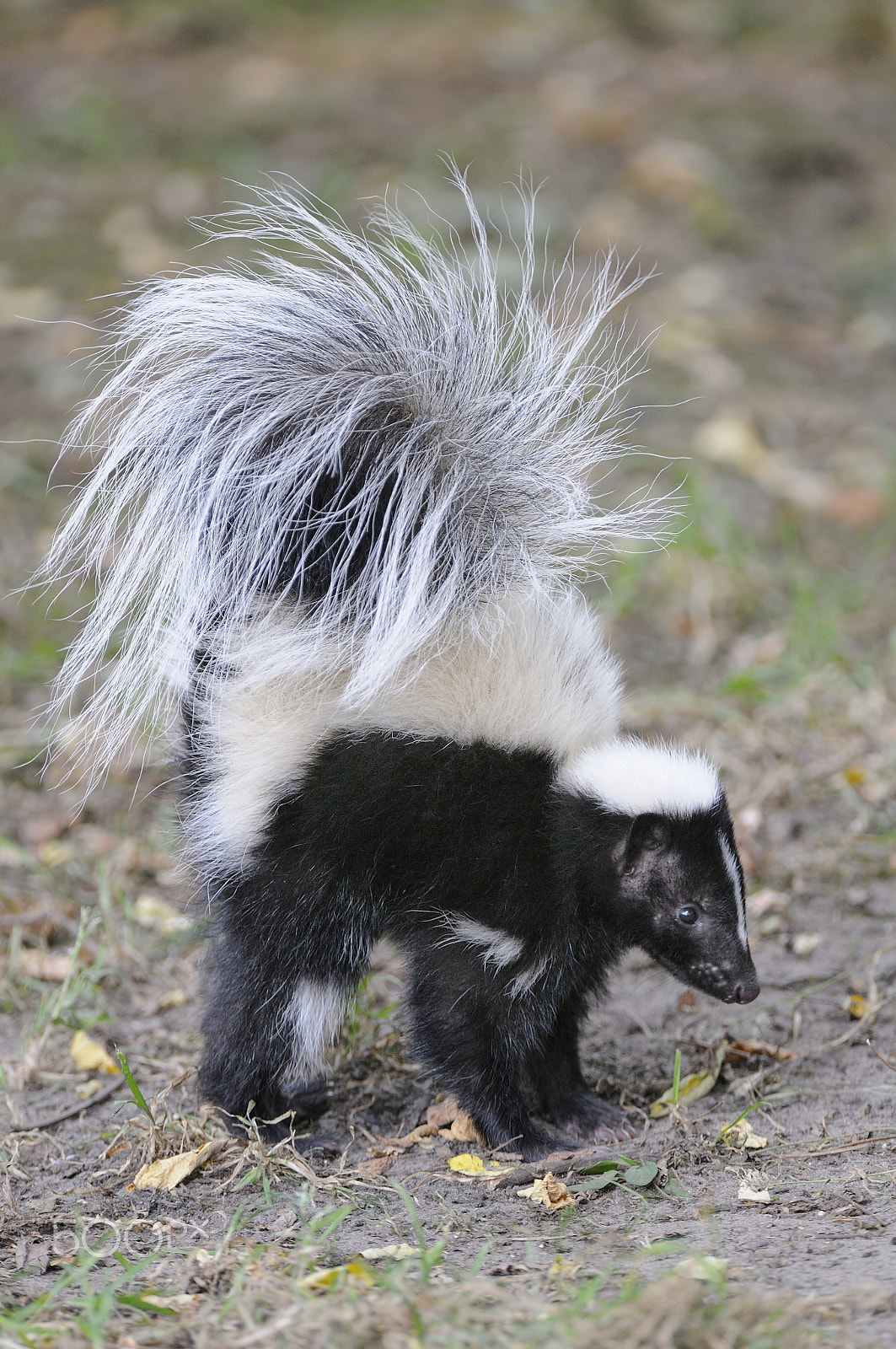 Nikon AF-S Nikkor 200-400mm F4G ED-IF VR sample photo. Skunk photography