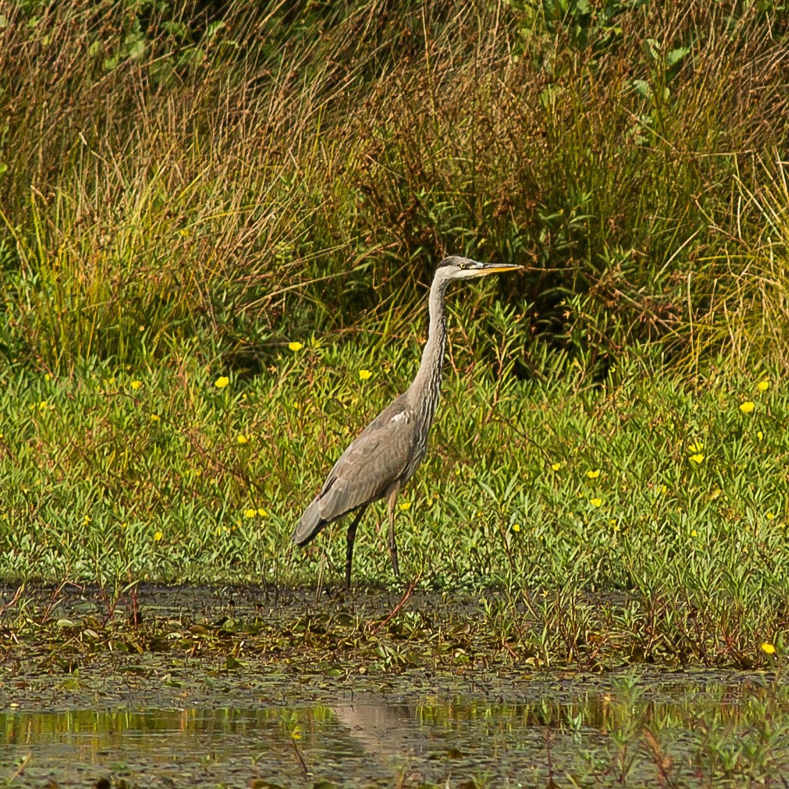 AF Nikkor 300mm f/4 IF-ED sample photo. Heron cendre photography