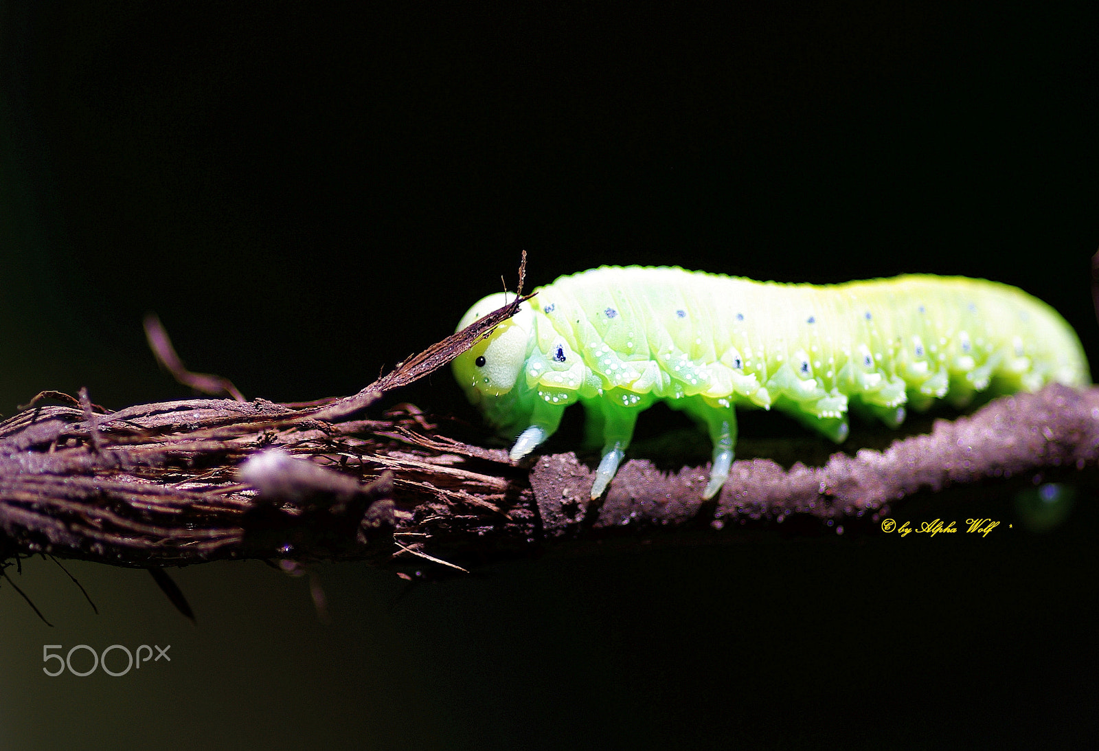 Pentax K10D sample photo. Raupe / caterpillar photography