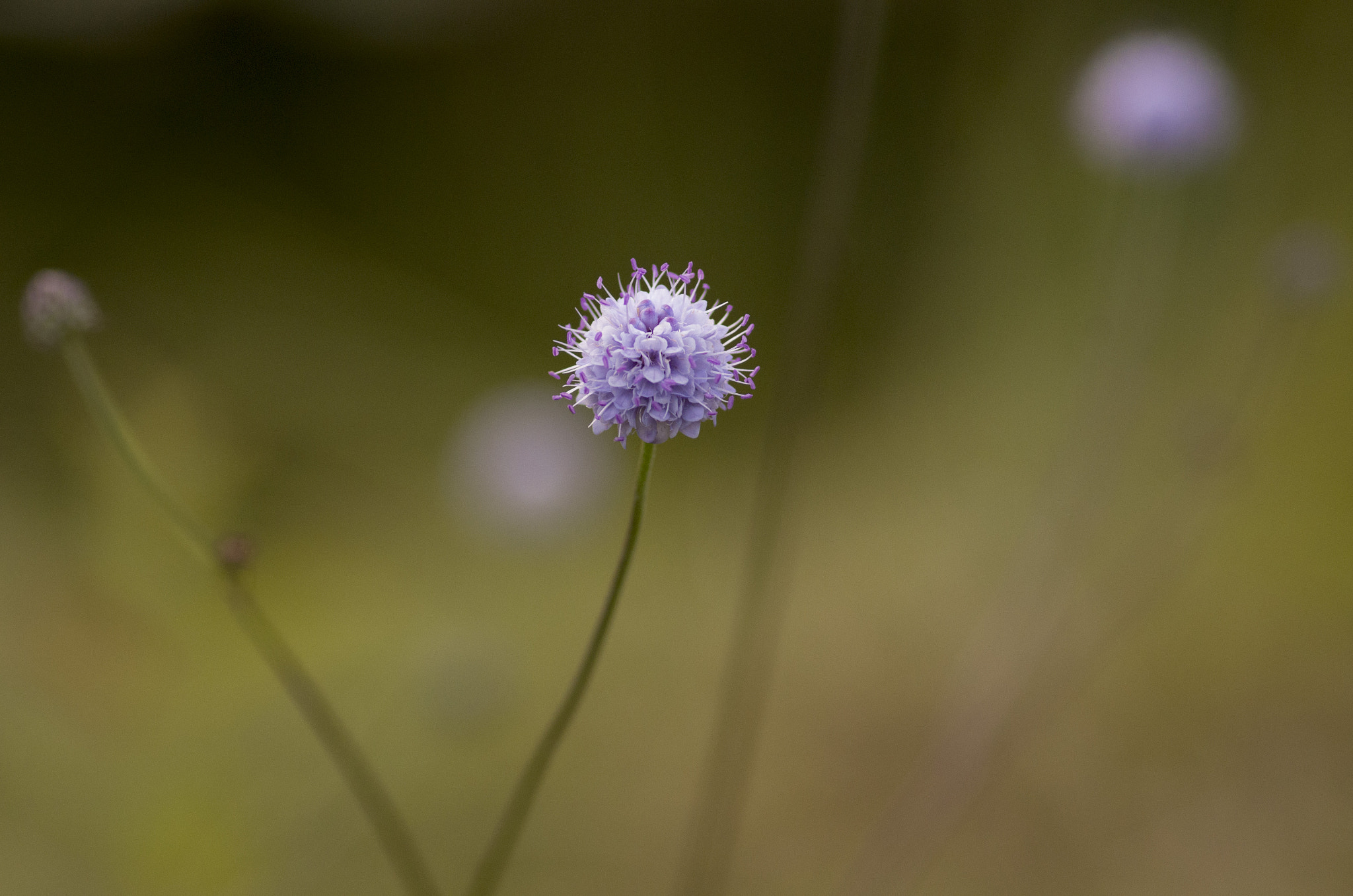 Pentax smc D-FA 100mm F2.8 Macro WR sample photo. Flower ball photography