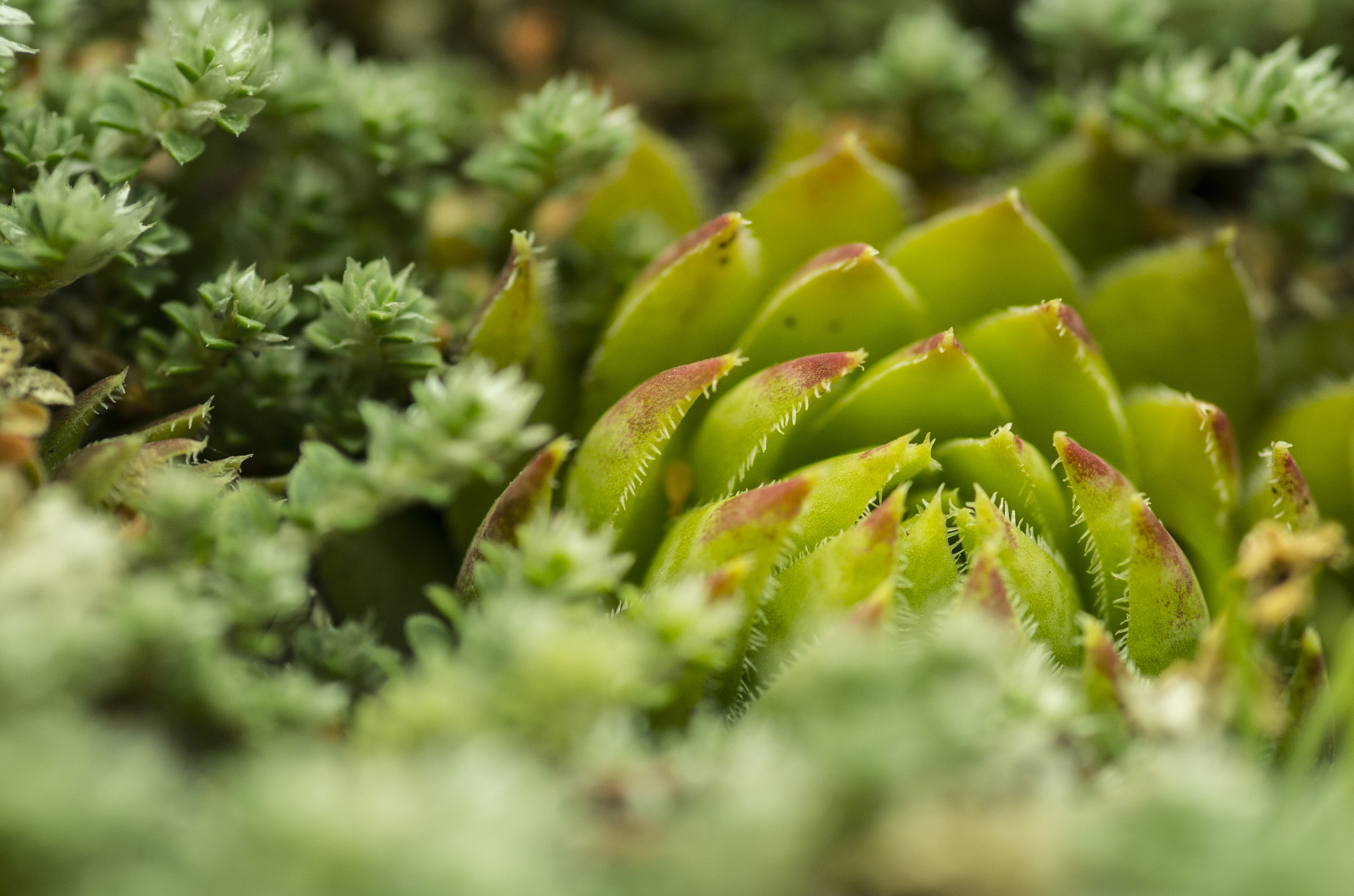 Pentax smc D-FA 100mm F2.8 Macro WR sample photo. Hiding photography