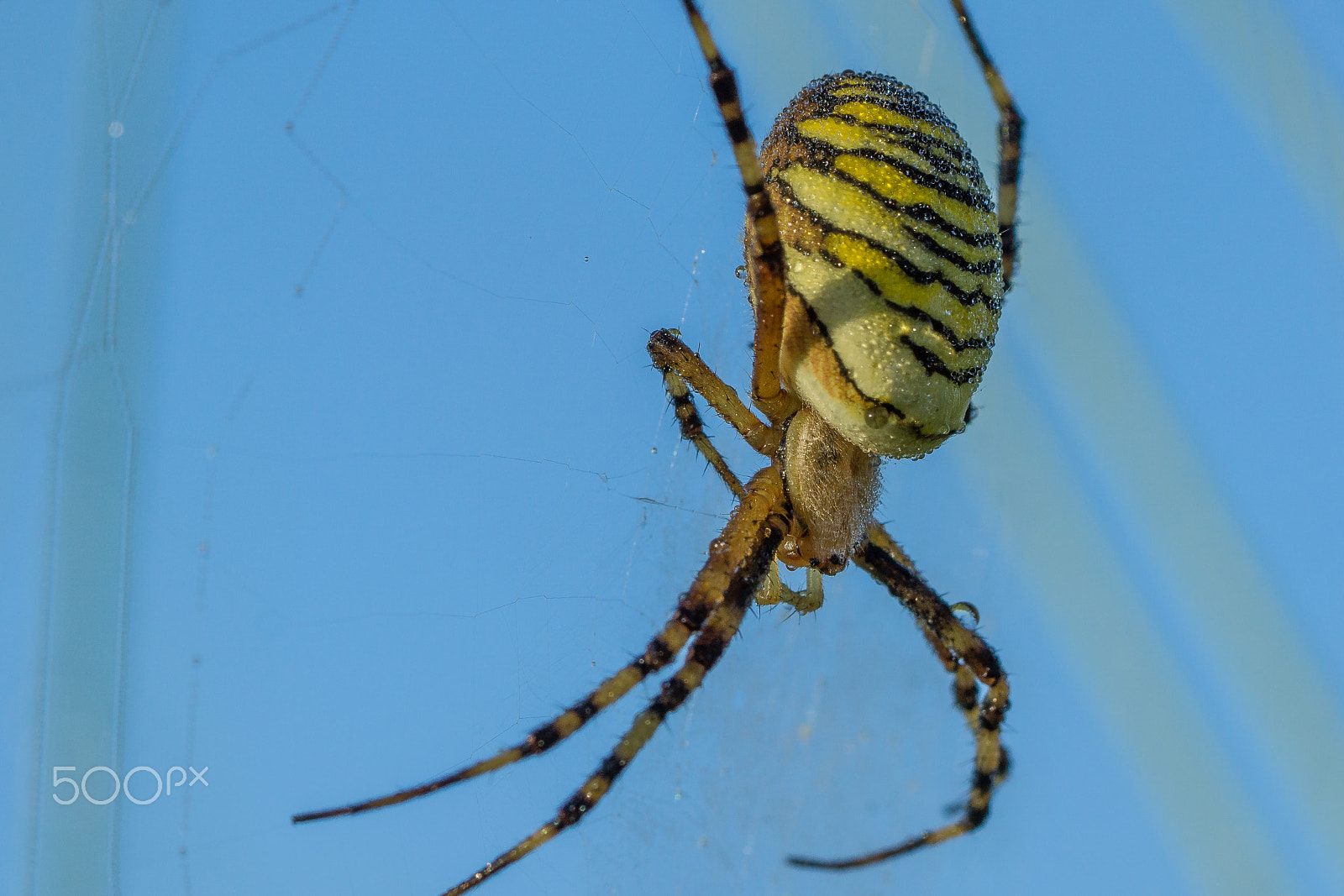 Sony a6000 sample photo. Wasp spider photography