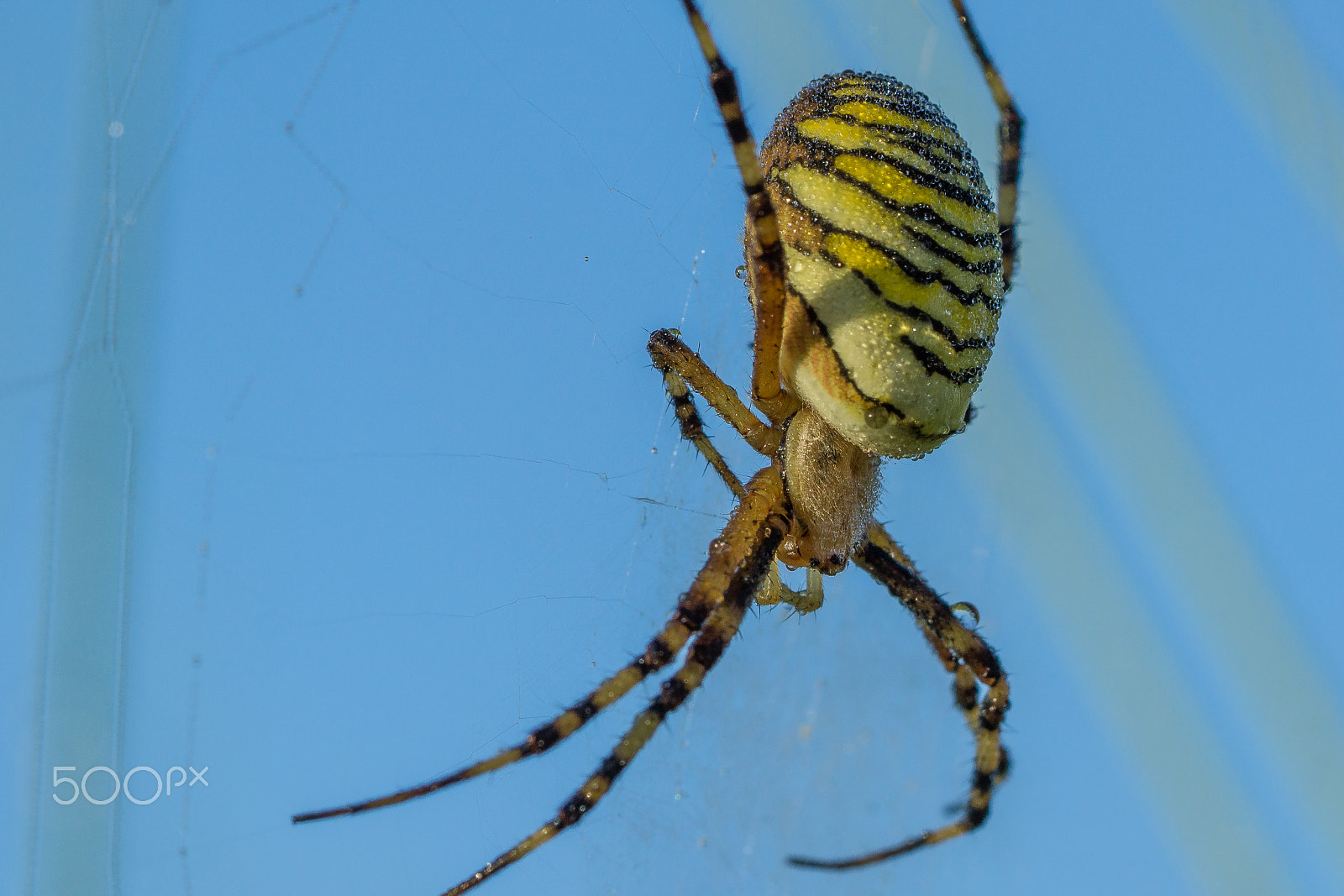 Sony a6000 + Sony FE 90mm F2.8 Macro G OSS sample photo. Wasp spider photography