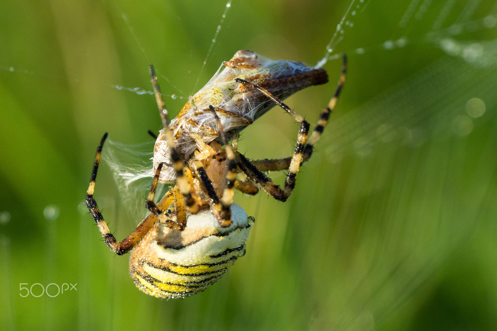 Sony a6000 + Sony FE 90mm F2.8 Macro G OSS sample photo. Wasp spider with prey photography