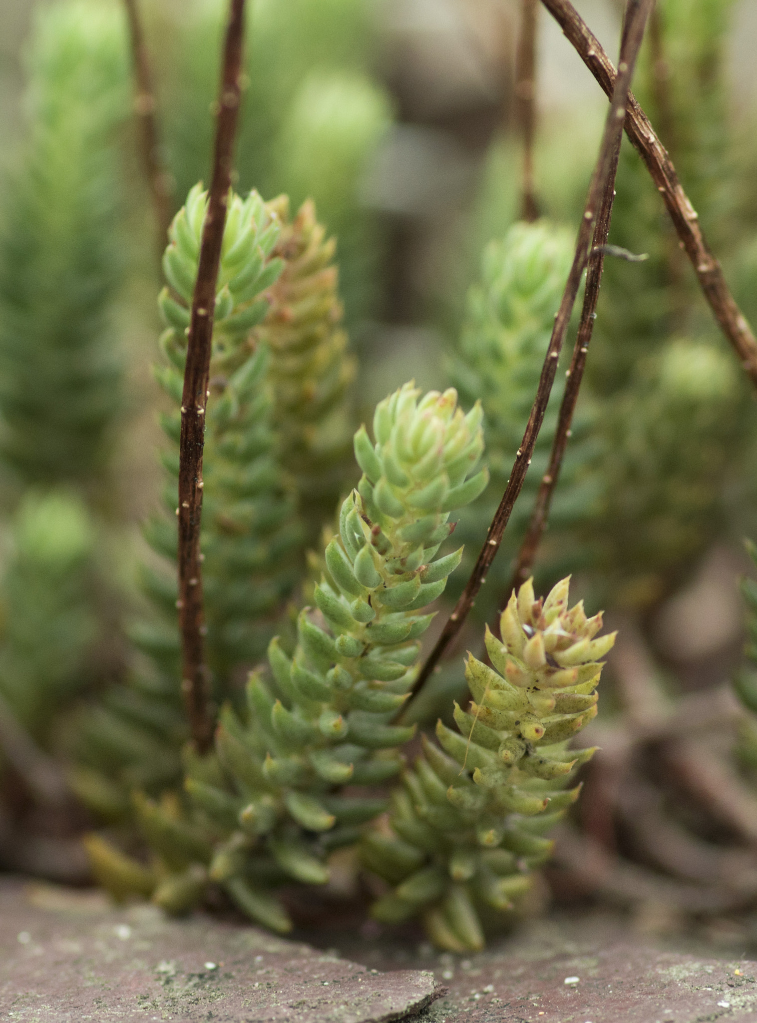 Pentax smc D-FA 100mm F2.8 Macro WR sample photo. Succulent undergrowth photography