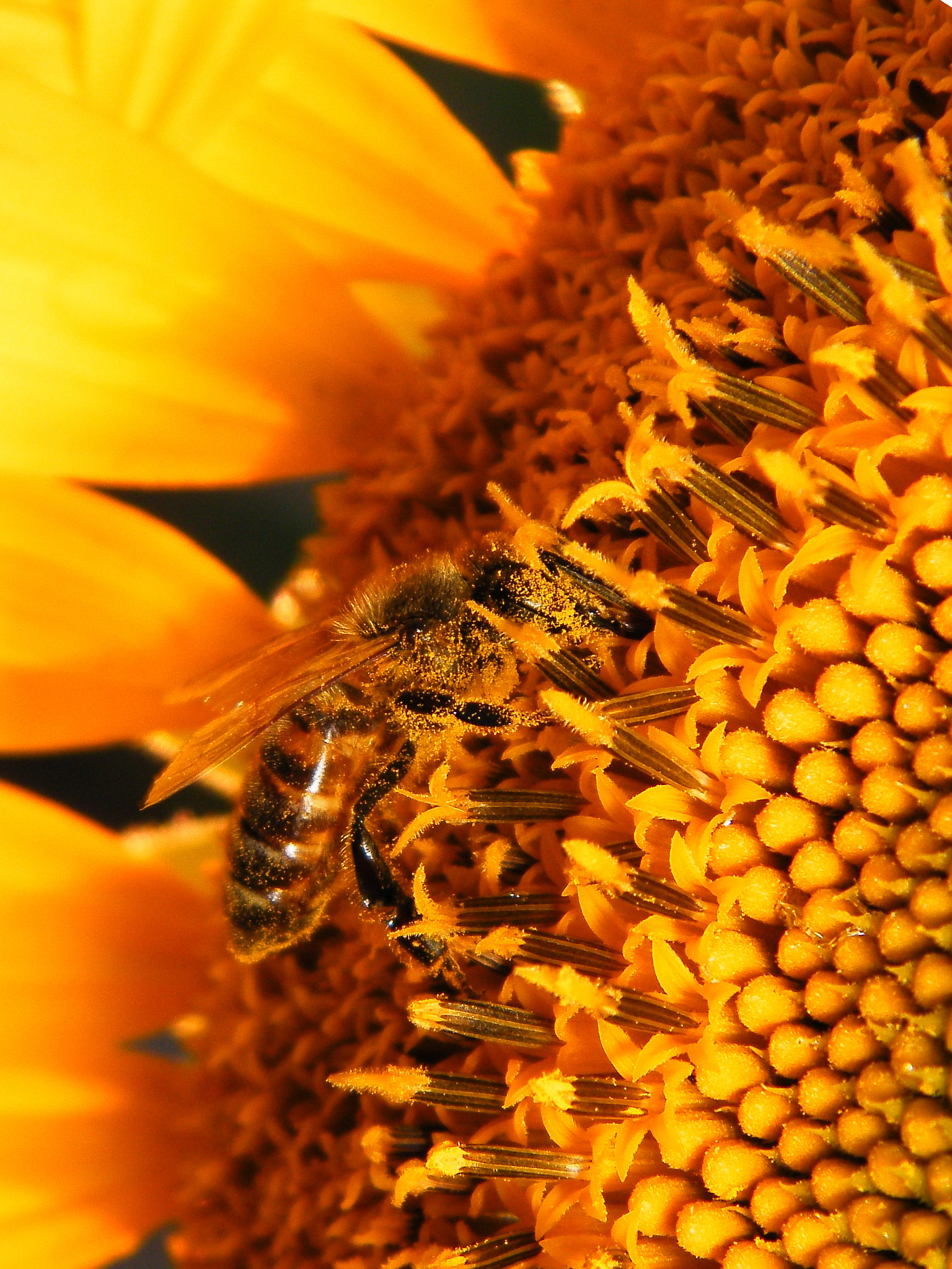 Fujifilm FinePix S2000HD sample photo. Summer job photography