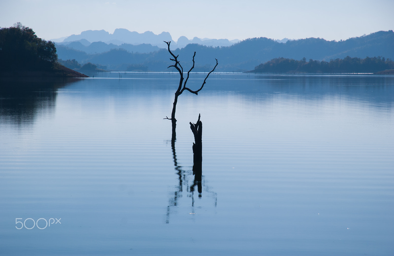 Nikon D60 sample photo. Dry trees in the lake photography