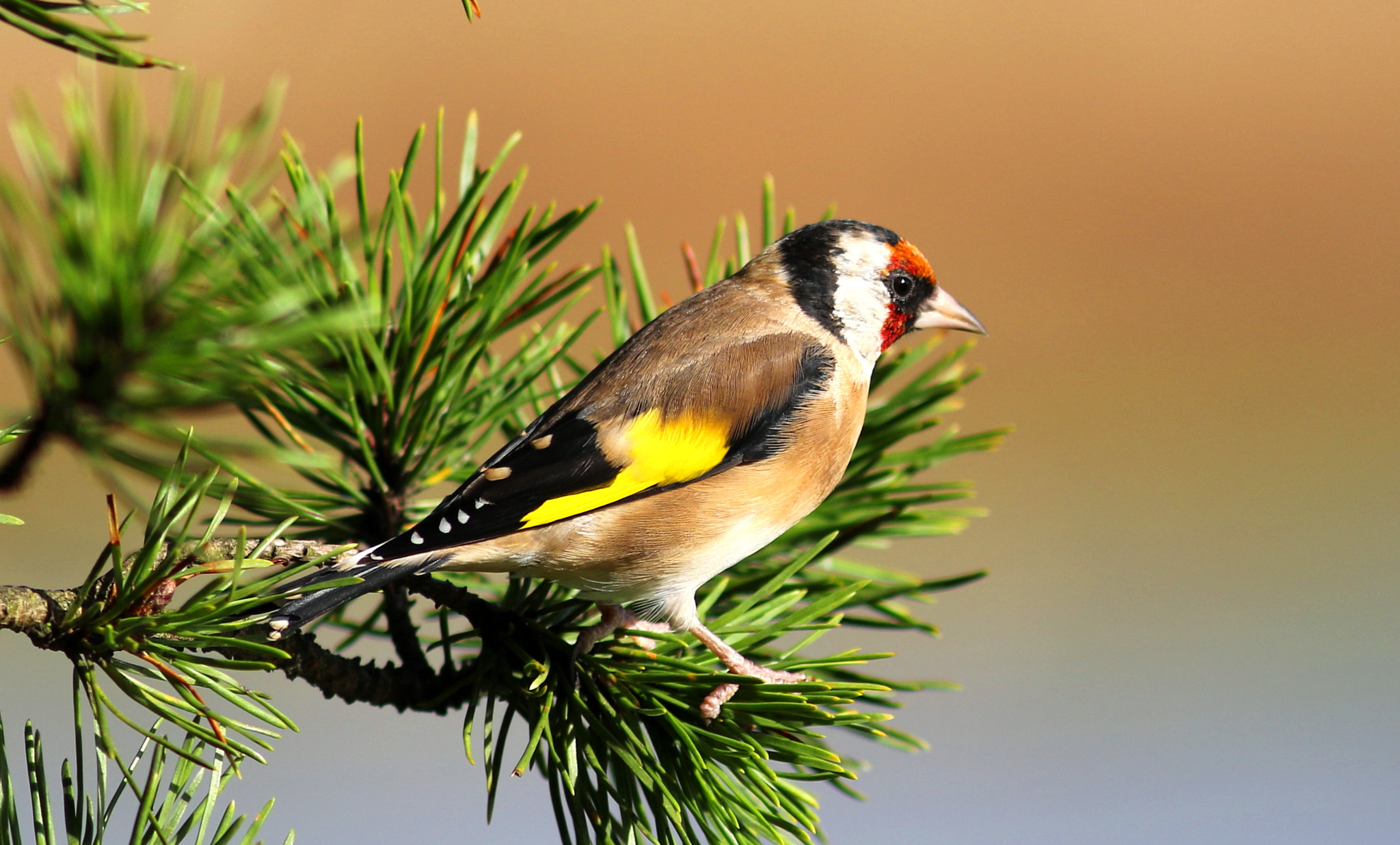 Canon EF 300mm F4L IS USM sample photo. Gold finch photography
