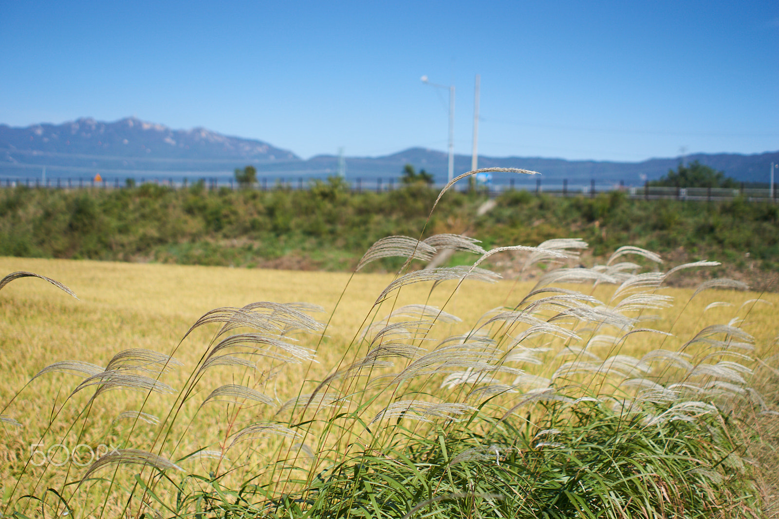 Sony FE 28mm F2 sample photo. Reed and rice photography