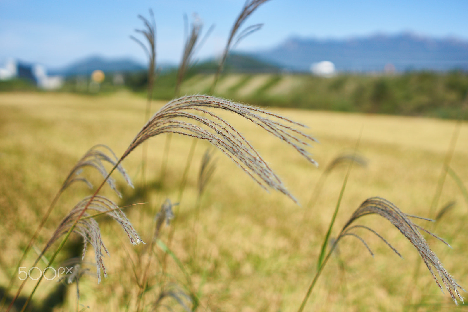 Sony a6000 sample photo. Reed in autumn photography