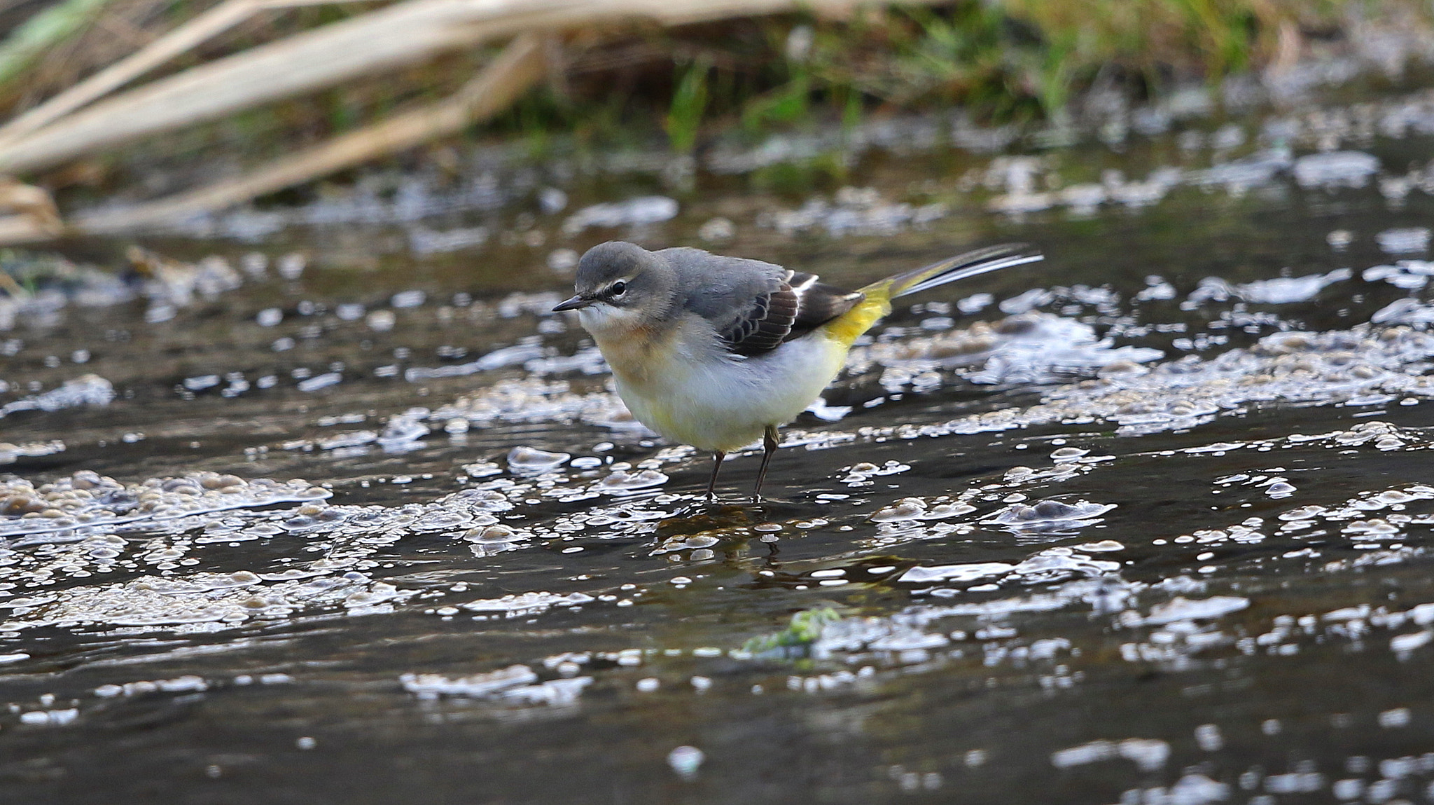 Canon EF 500mm F4L IS II USM sample photo. Grey wagtail photography