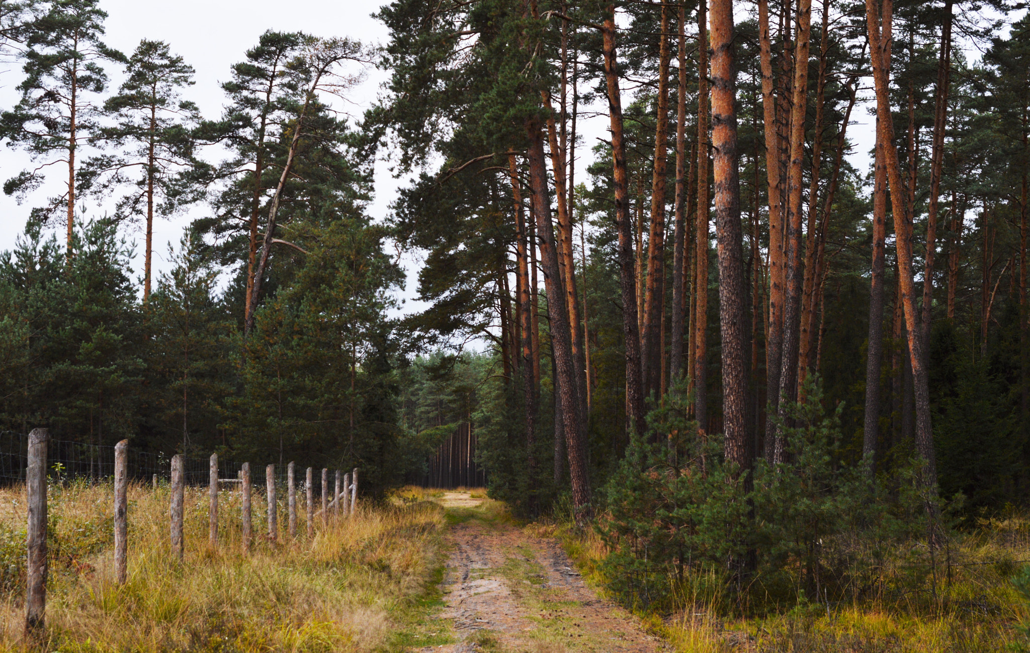 Sigma 24-70mm F2.8 EX DG HSM sample photo. Forest photography