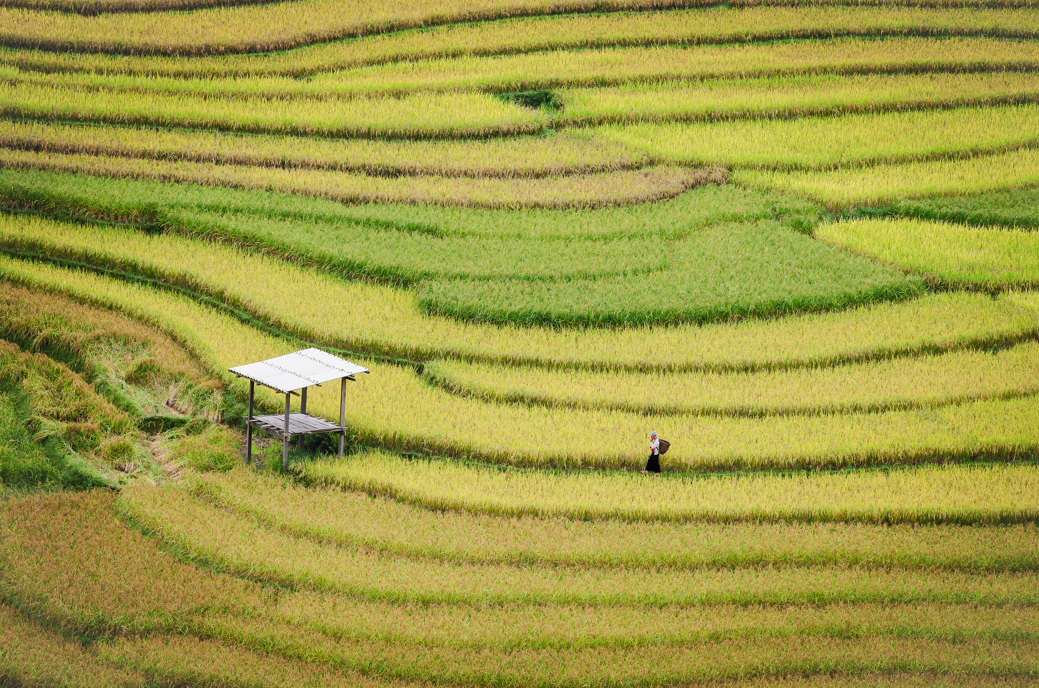 Nikon AF-S Nikkor 70-200mm F2.8G ED VR II sample photo. Harvest season photography