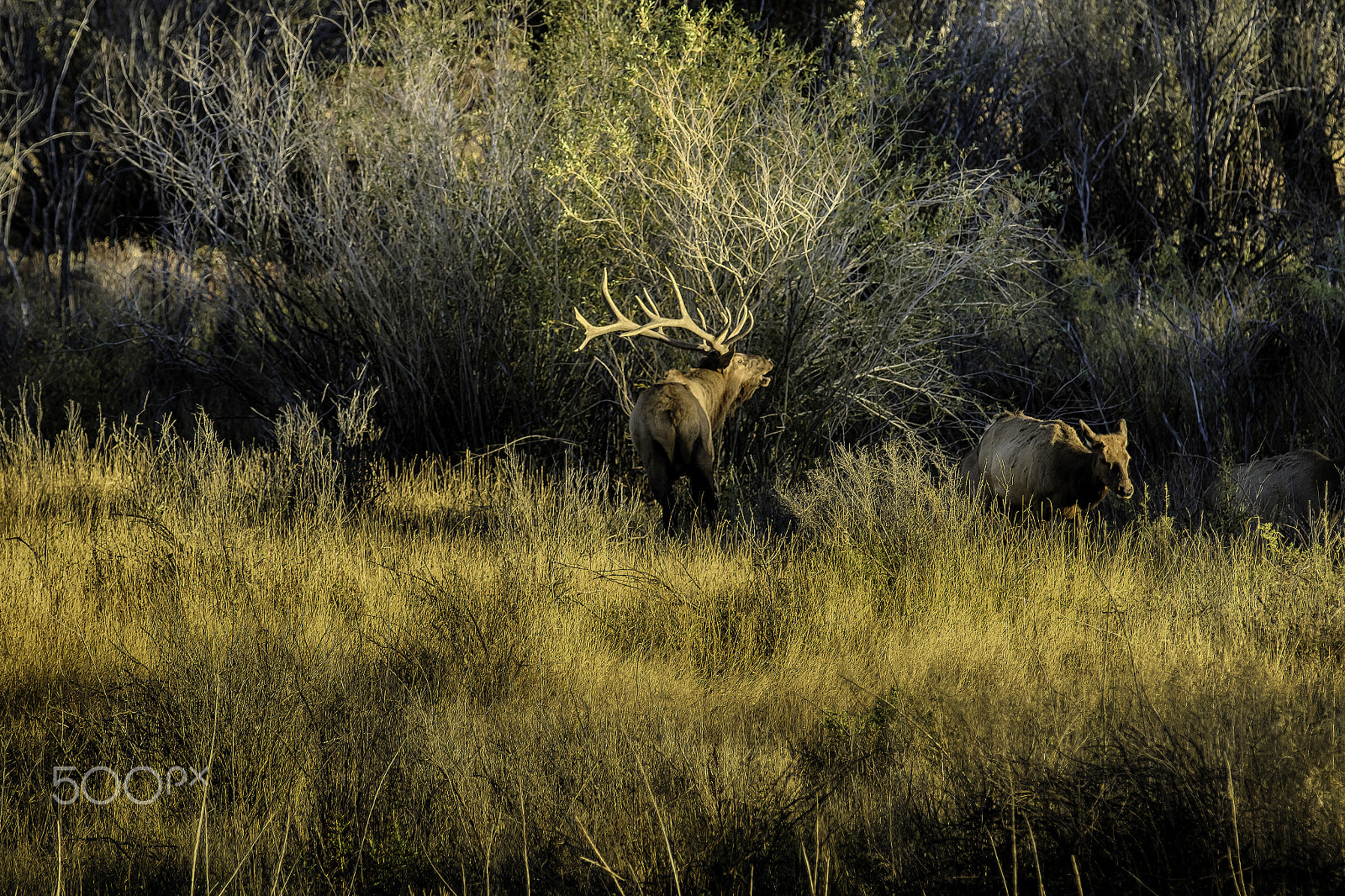 Canon EF 70-200mm F2.8L IS II USM sample photo. Bull elk bugling photography