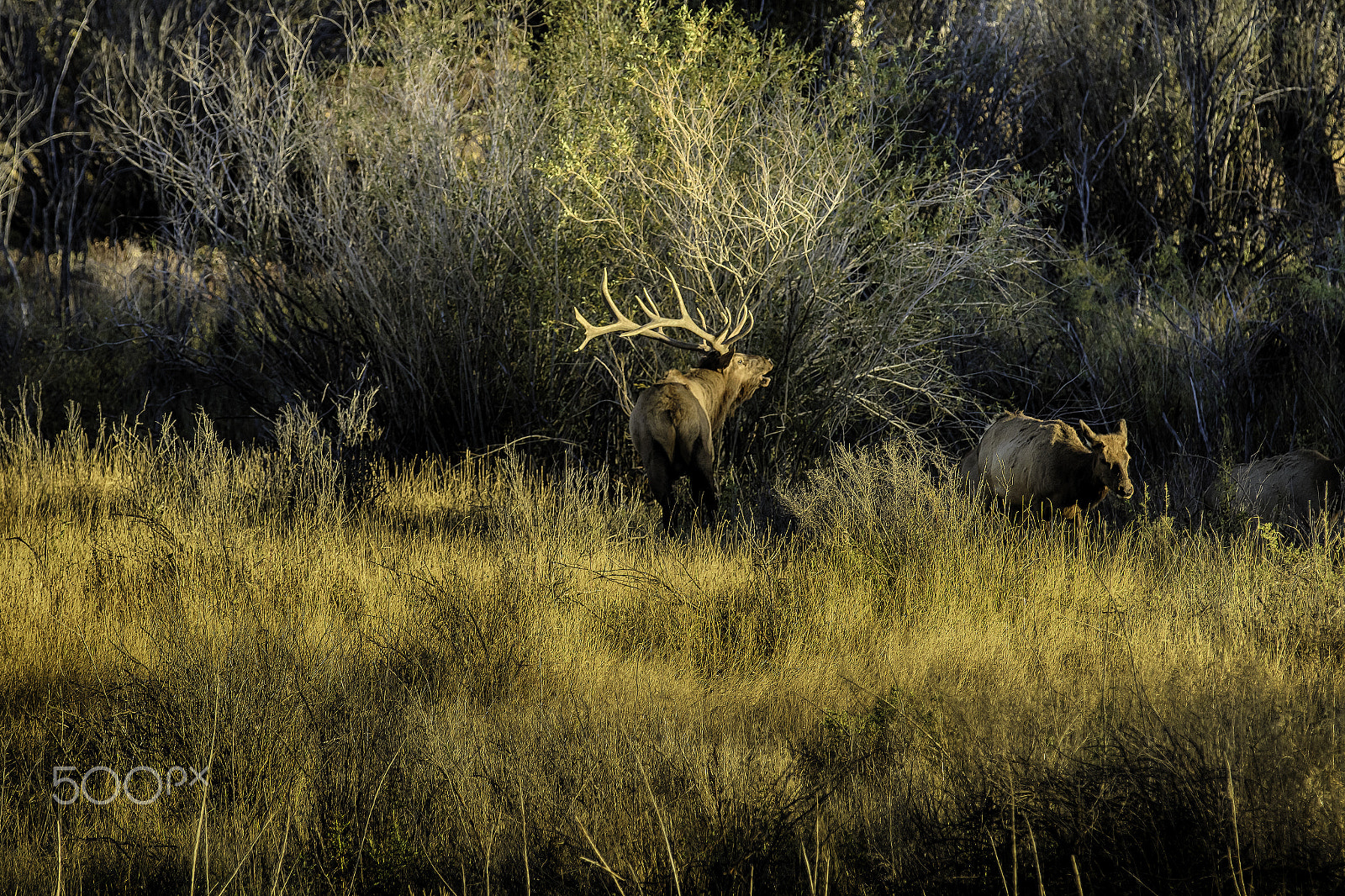 Canon EOS 7D Mark II + Canon EF 70-200mm F2.8L IS II USM sample photo. Bull elk bugling photography