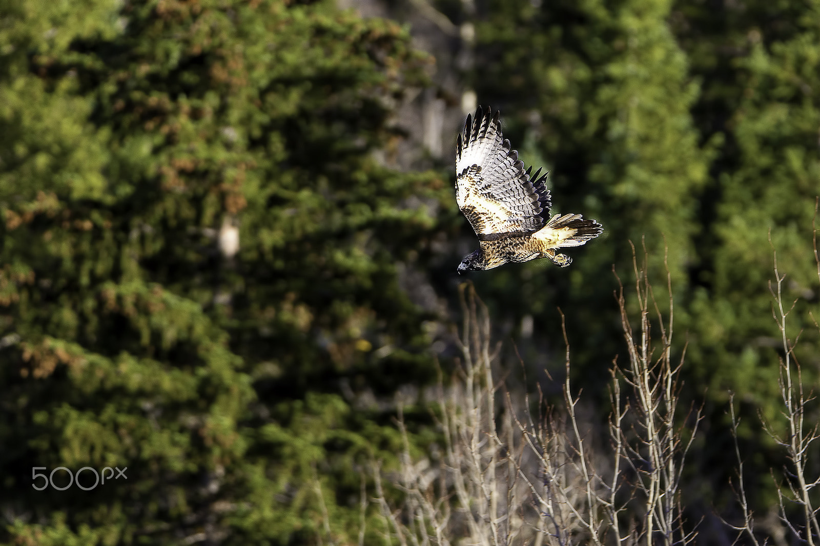 Nikon D600 sample photo. Hawk1 photography