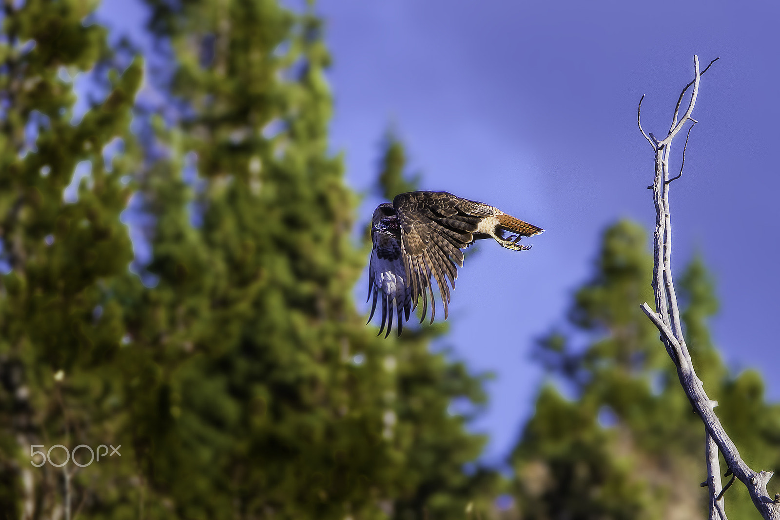 Nikon D600 sample photo. Hawk2 photography