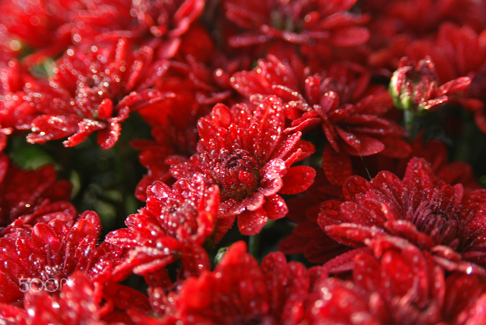 AF Zoom-Nikkor 28-105mm f/3.5-4.5D IF sample photo. Flowers with raindrops photography
