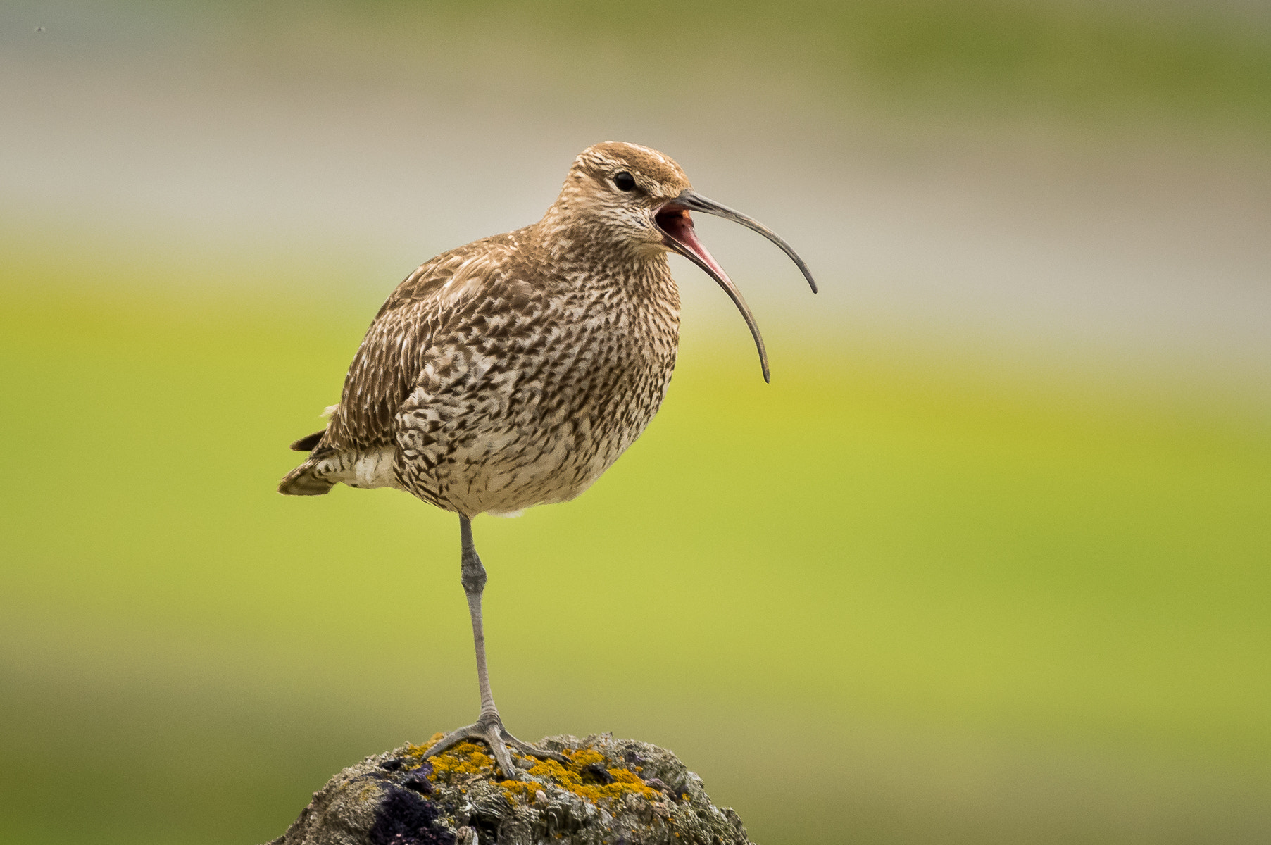 Pentax smc DA* 300mm F4.0 ED (IF) SDM sample photo. Iceland | here i'am the boss! photography
