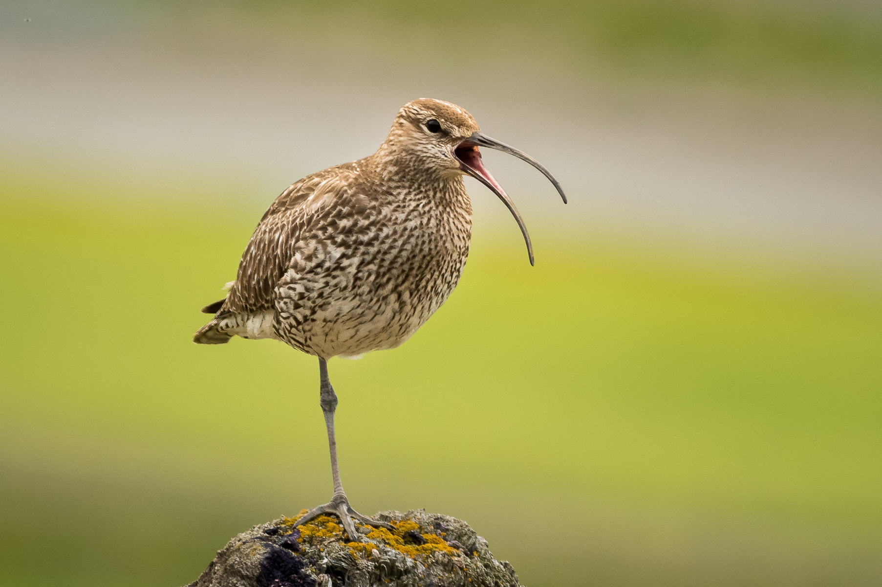 Pentax K-3 sample photo. Iceland | here i'am the boss! photography